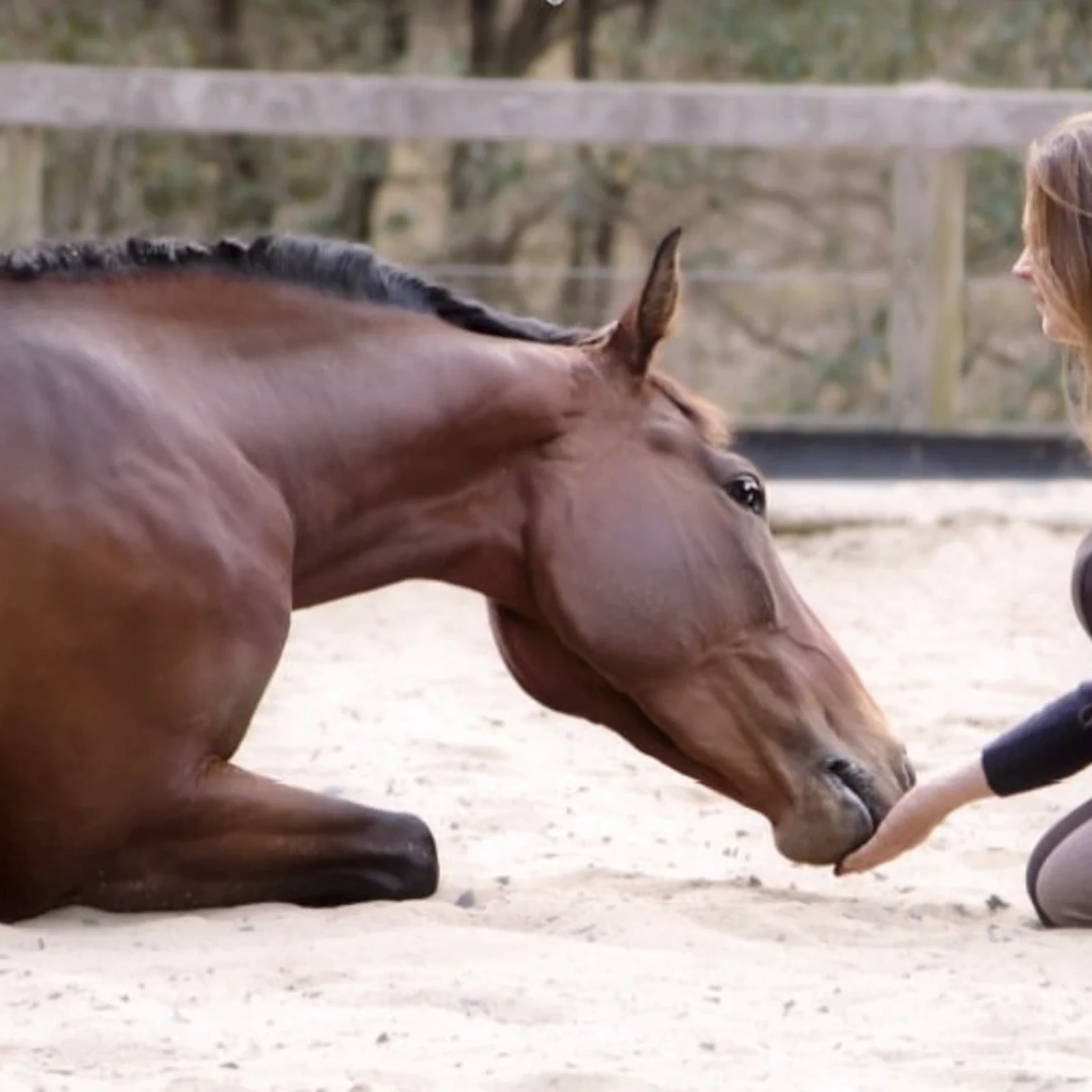 Gold Coast horse experience: learn how to communicate with horses