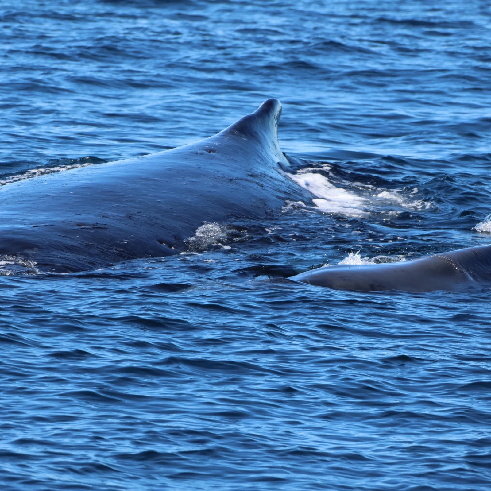 Gold Coast Whale Watching: Gold Coast Whale Experience