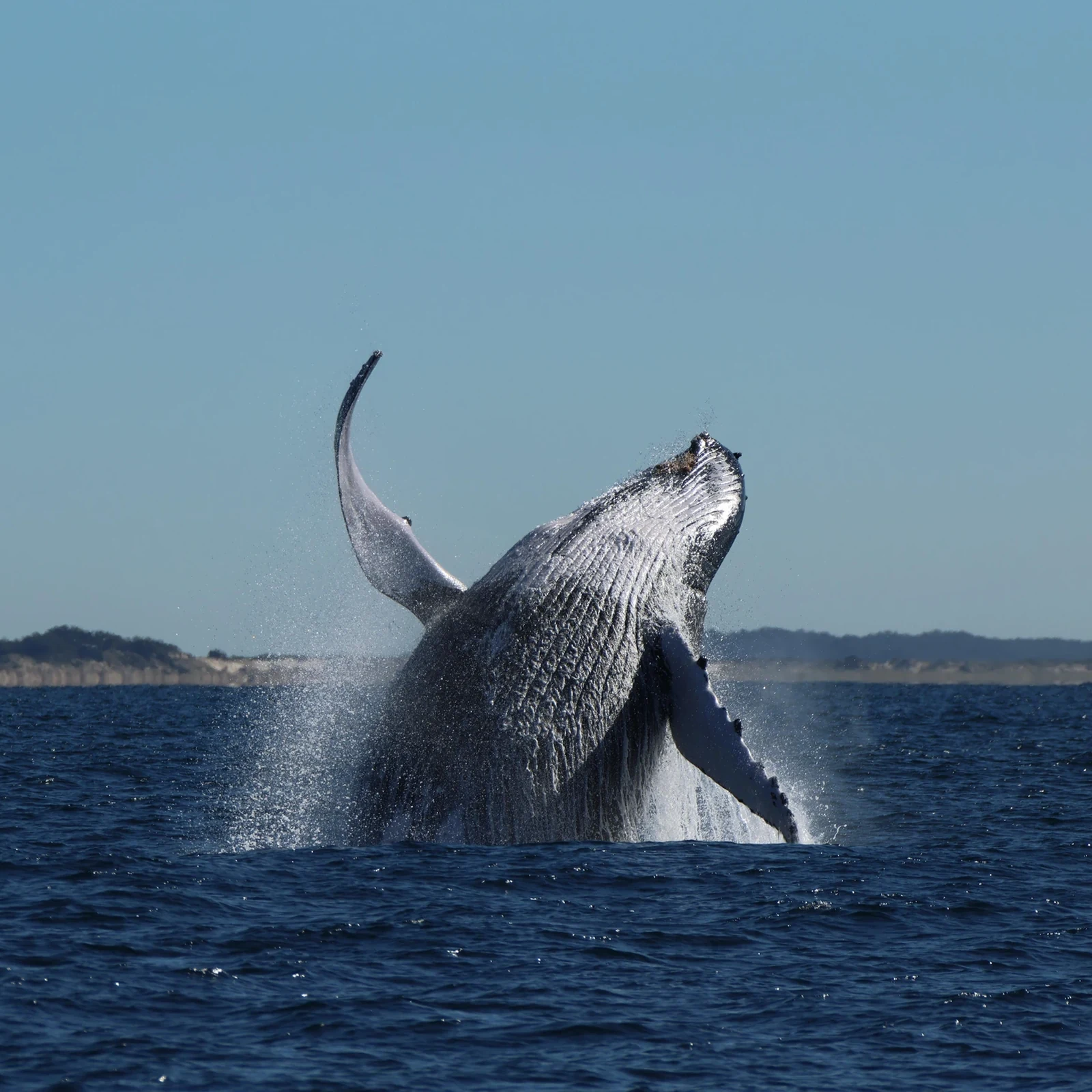 Observation des baleines à Gold Coast avec garantie de retour