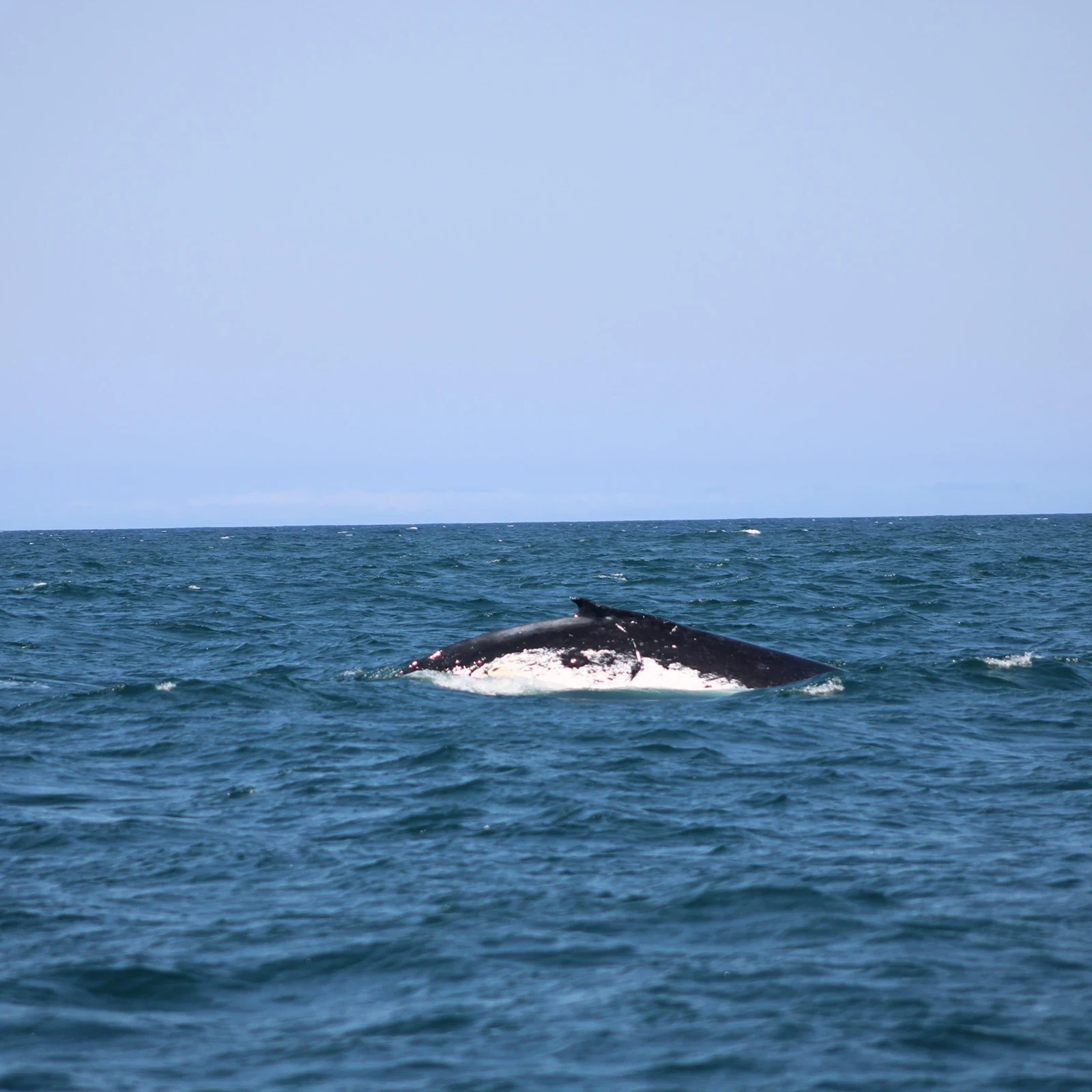 Observation des baleines à Gold Coast avec garantie de retour