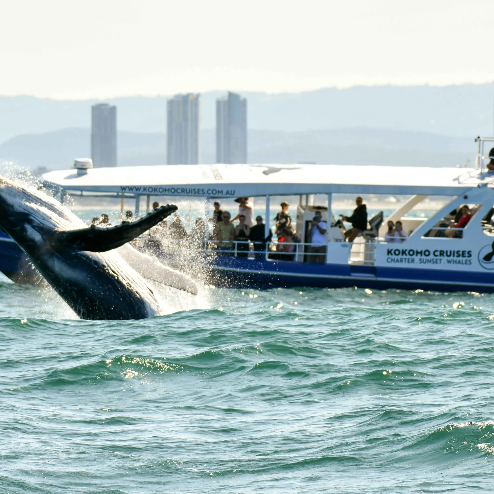 Observation des baleines à Gold Coast avec garantie de retour