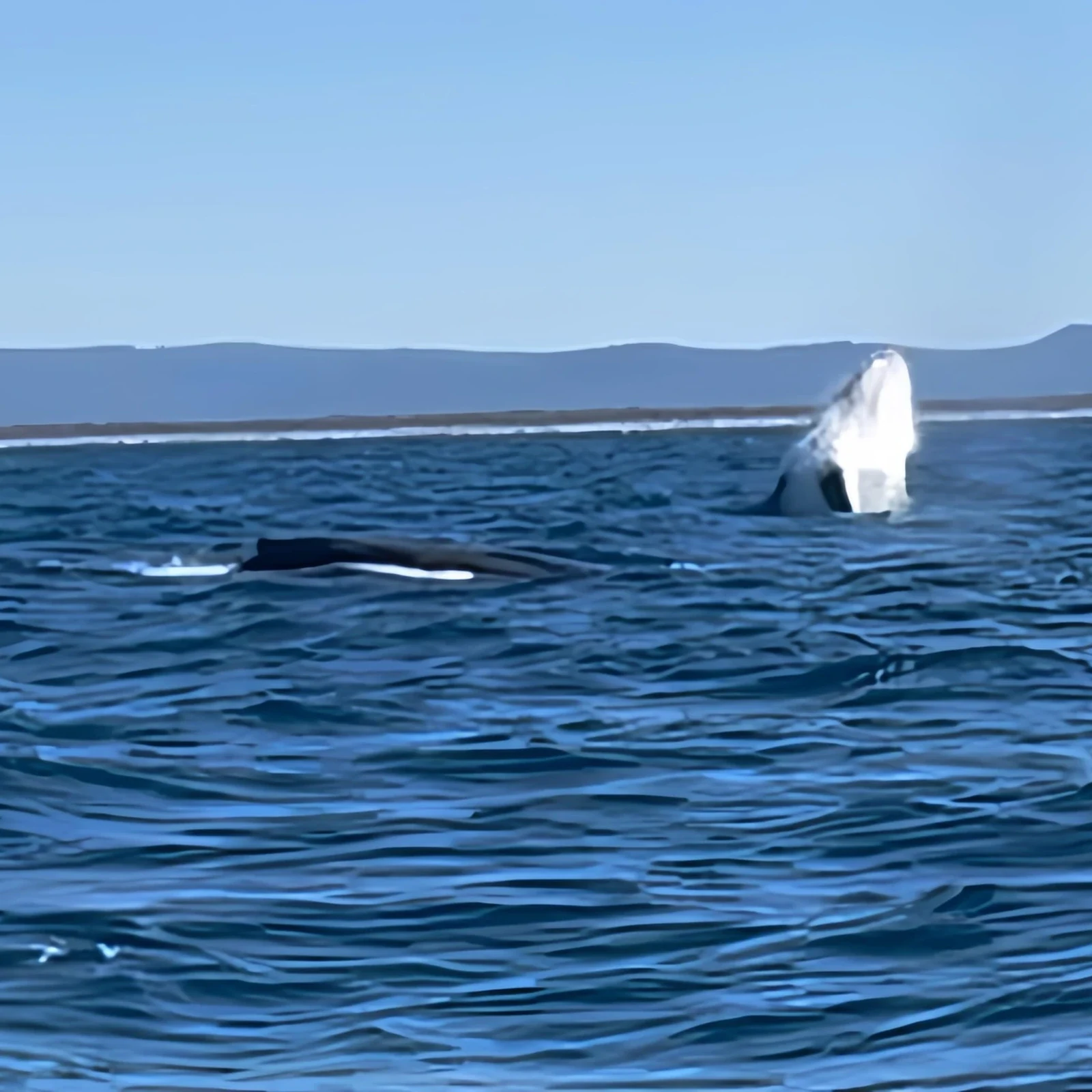 Observation des baleines à Gold Coast avec garantie de retour