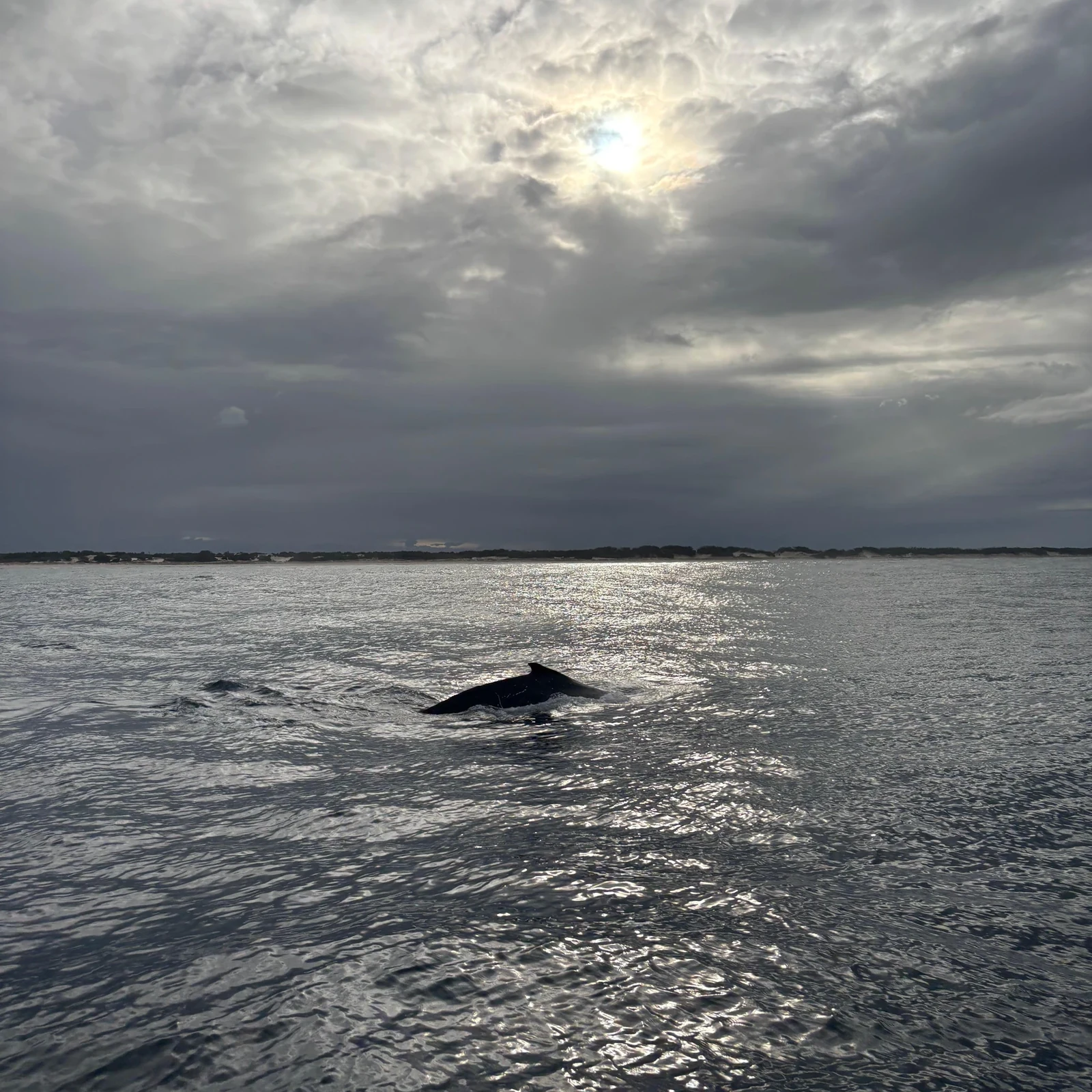 Walbeobachtung an der Gold Coast mit Spirit of Gold Coast