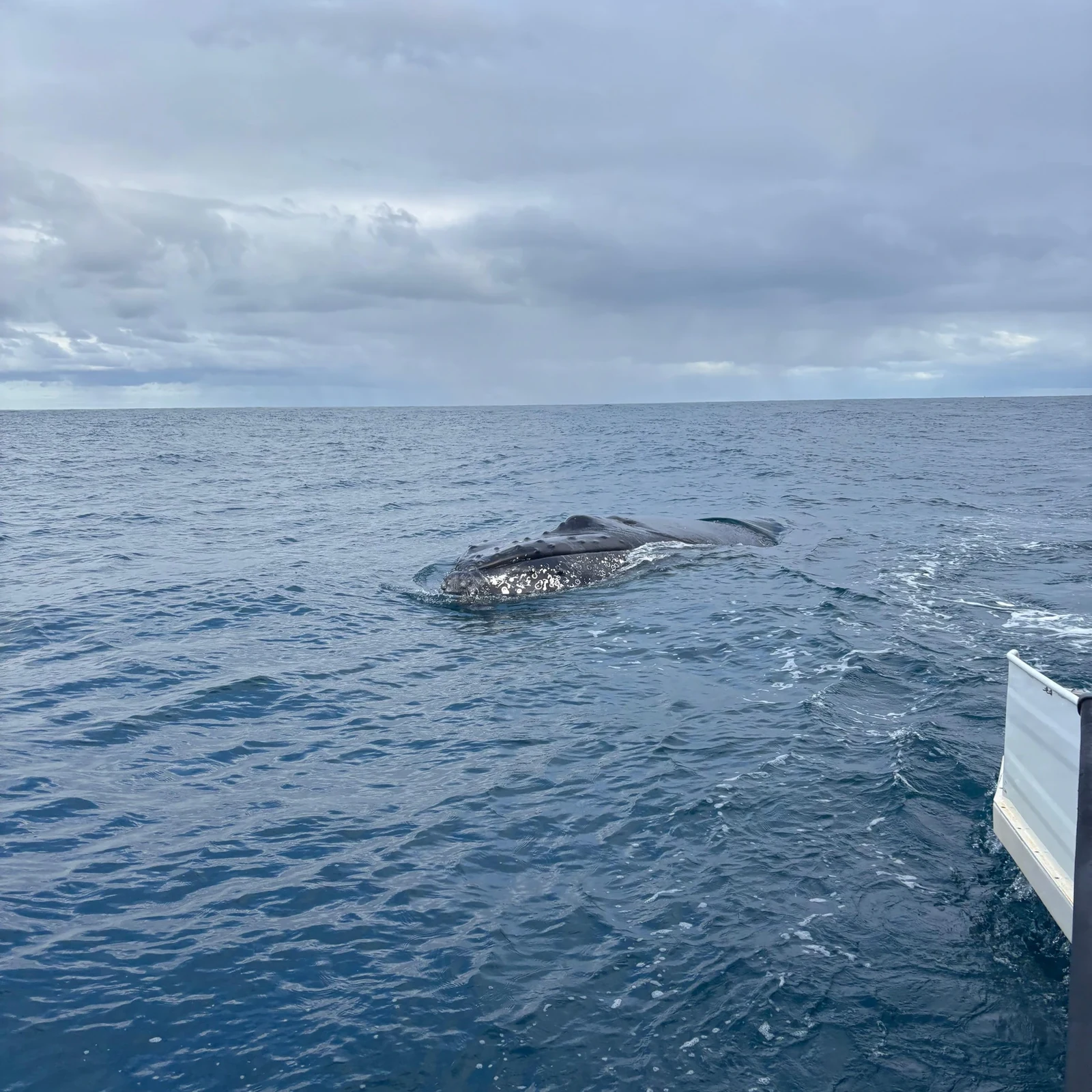 Walbeobachtung an der Gold Coast mit Spirit of Gold Coast
