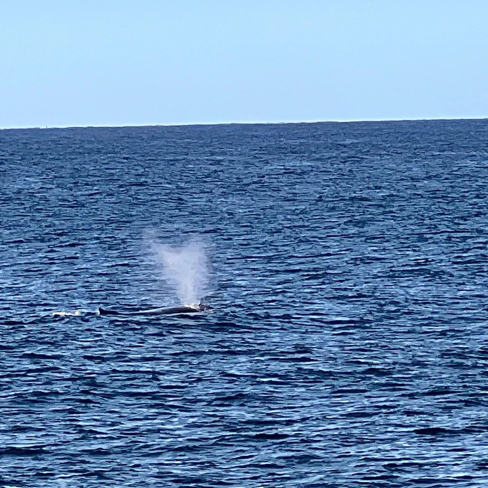 Walbeobachtung an der Gold Coast mit Spirit of Gold Coast