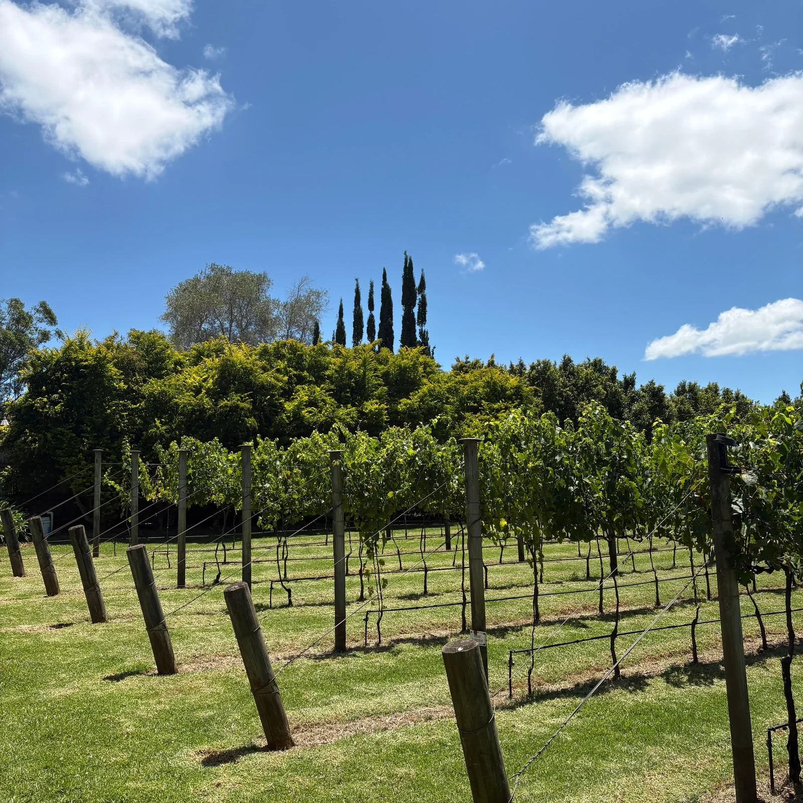 Excursion vignobles Tamborine Mountain depuis Gold Coast