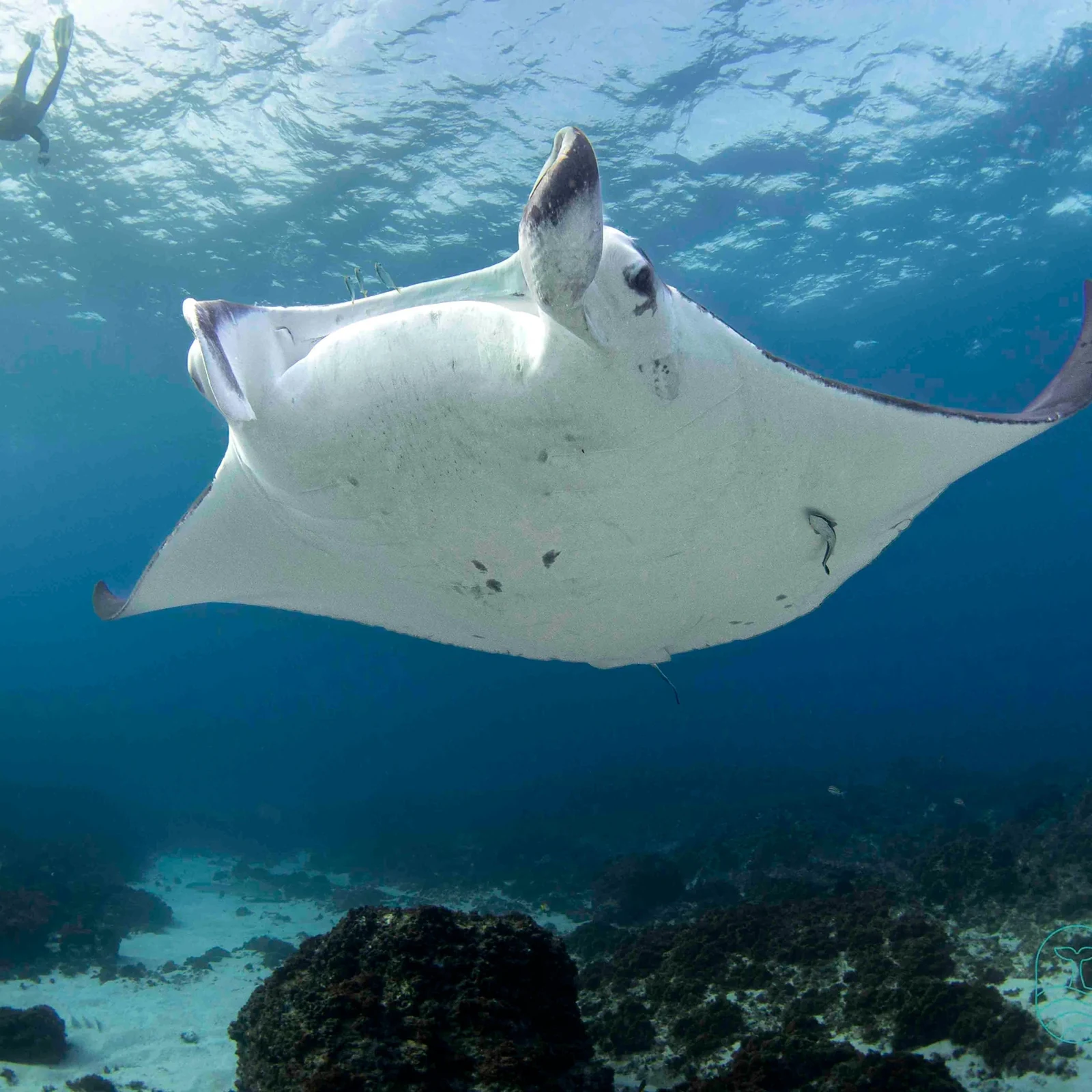 Schnorcheln mit Schildkröten an der Gold Coast und Cook Island