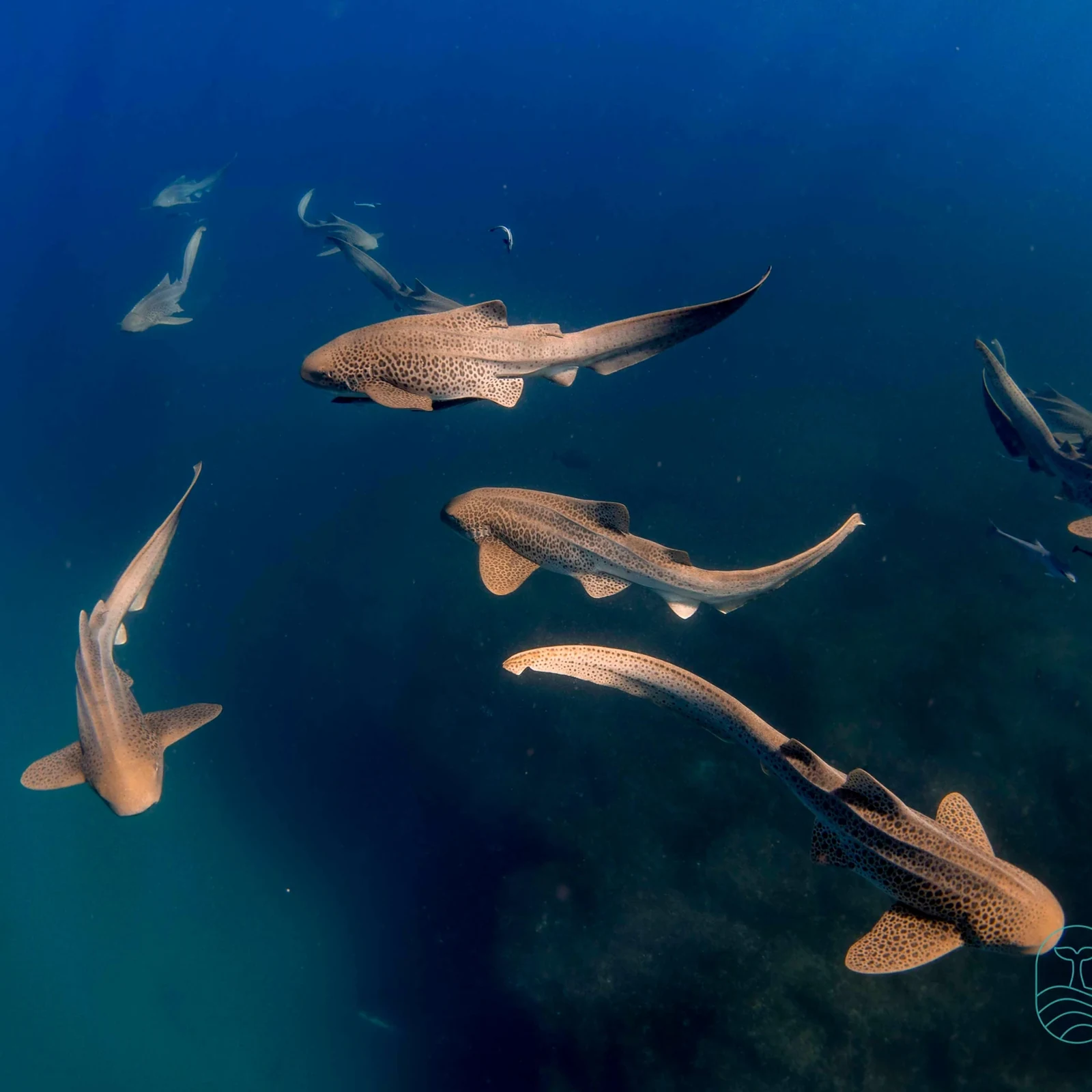 Snorkel con tortugas en Gold Coast y Cook Island