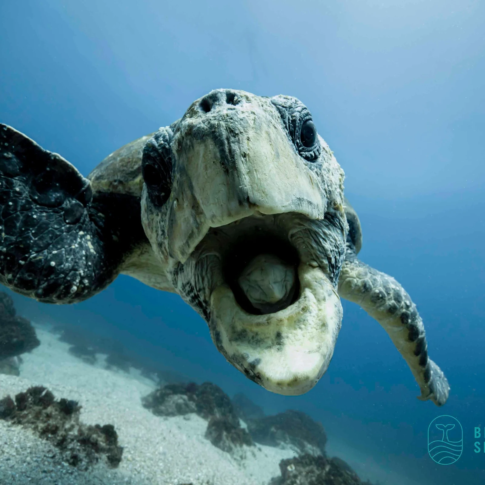Snorkel con tortugas en Gold Coast y Cook Island