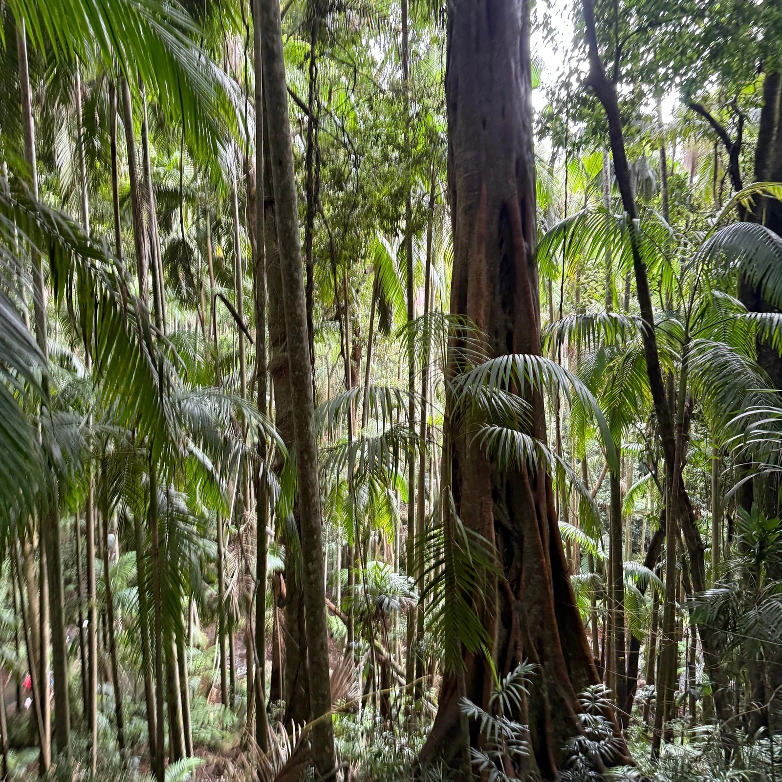 Excursion à Mount Tamborine depuis Gold Coast avec kangourous et koalas
