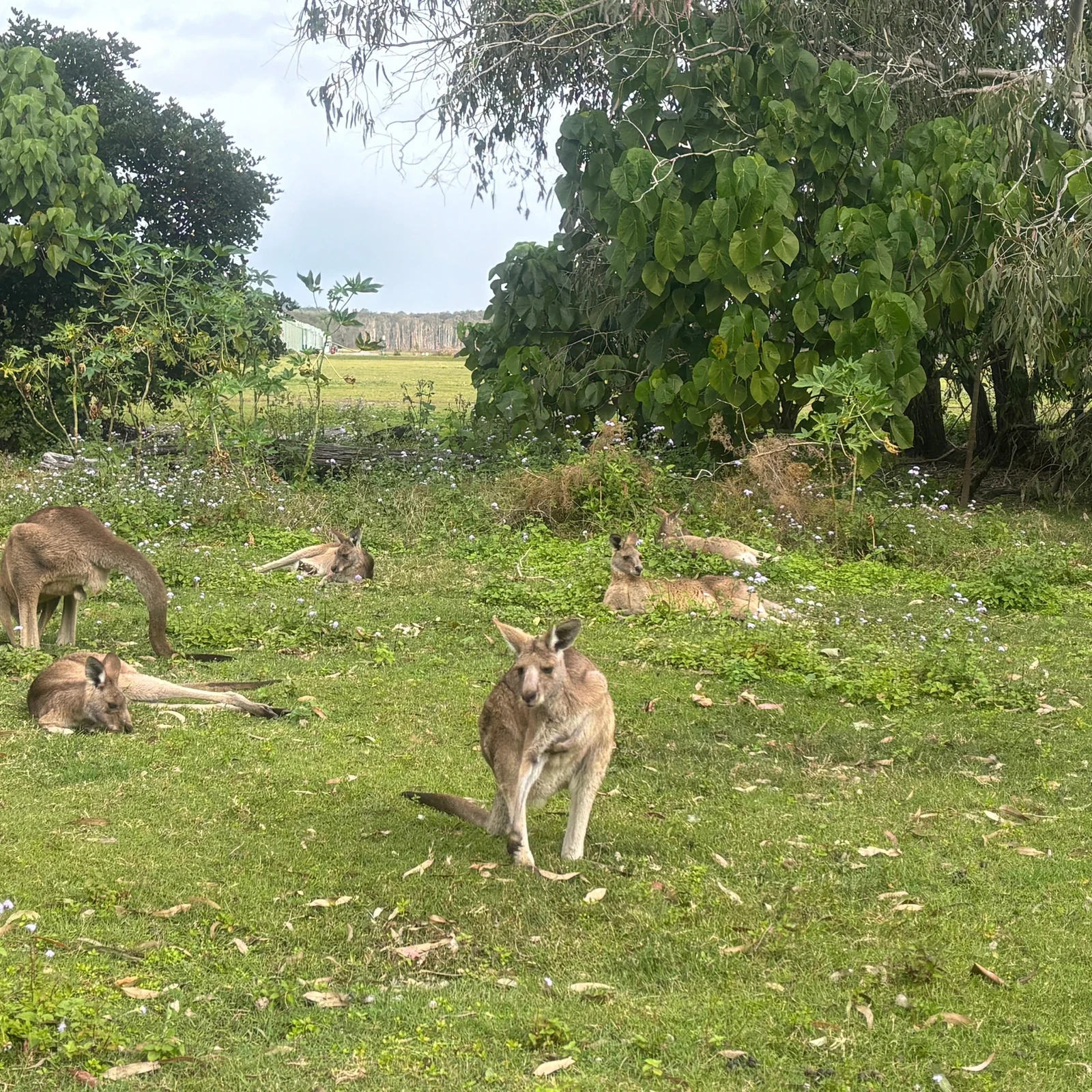 Mount Tamborine Tour ab Gold Coast mit Kängurus und Koalas
