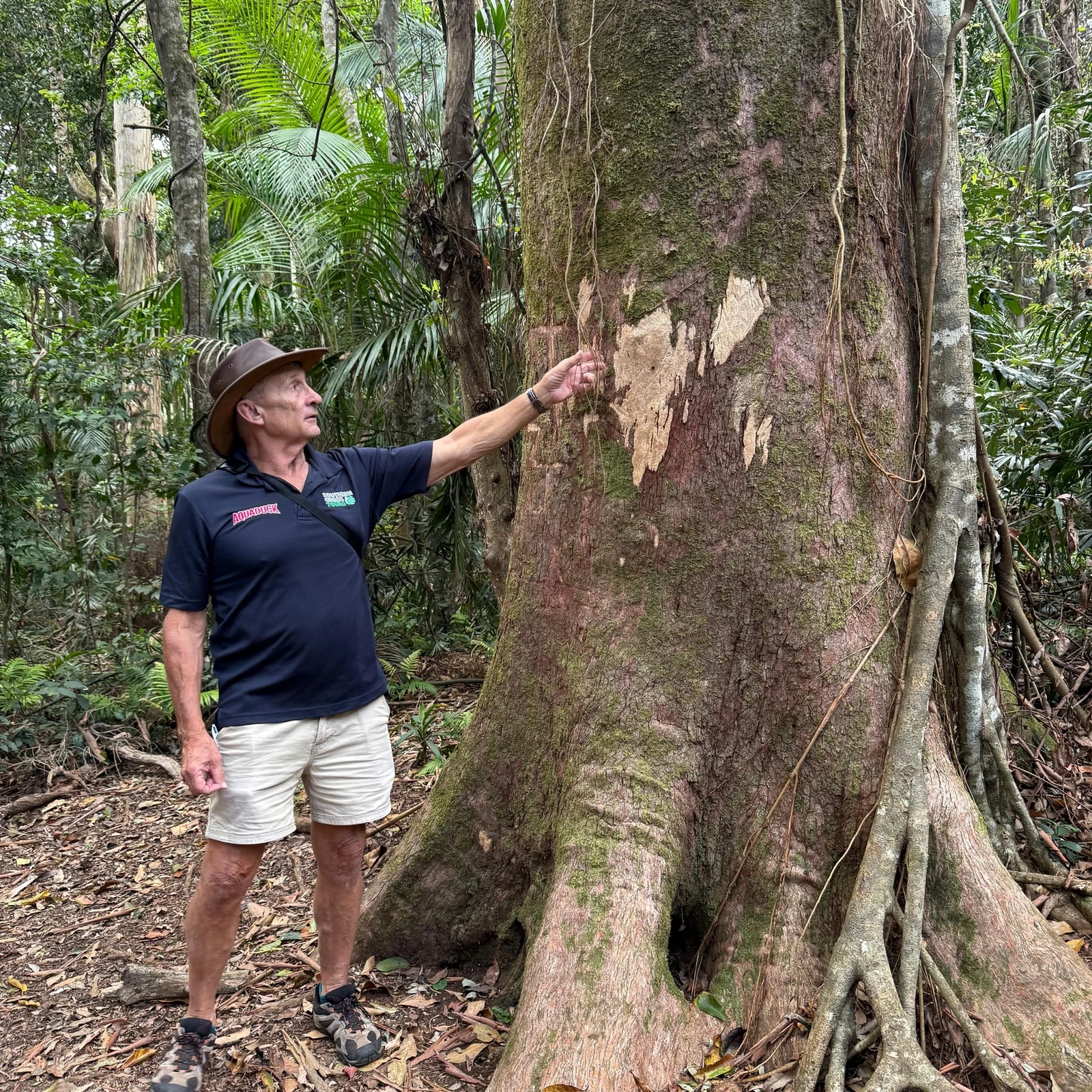 Mount Tamborine Tour ab Gold Coast mit Kängurus und Koalas