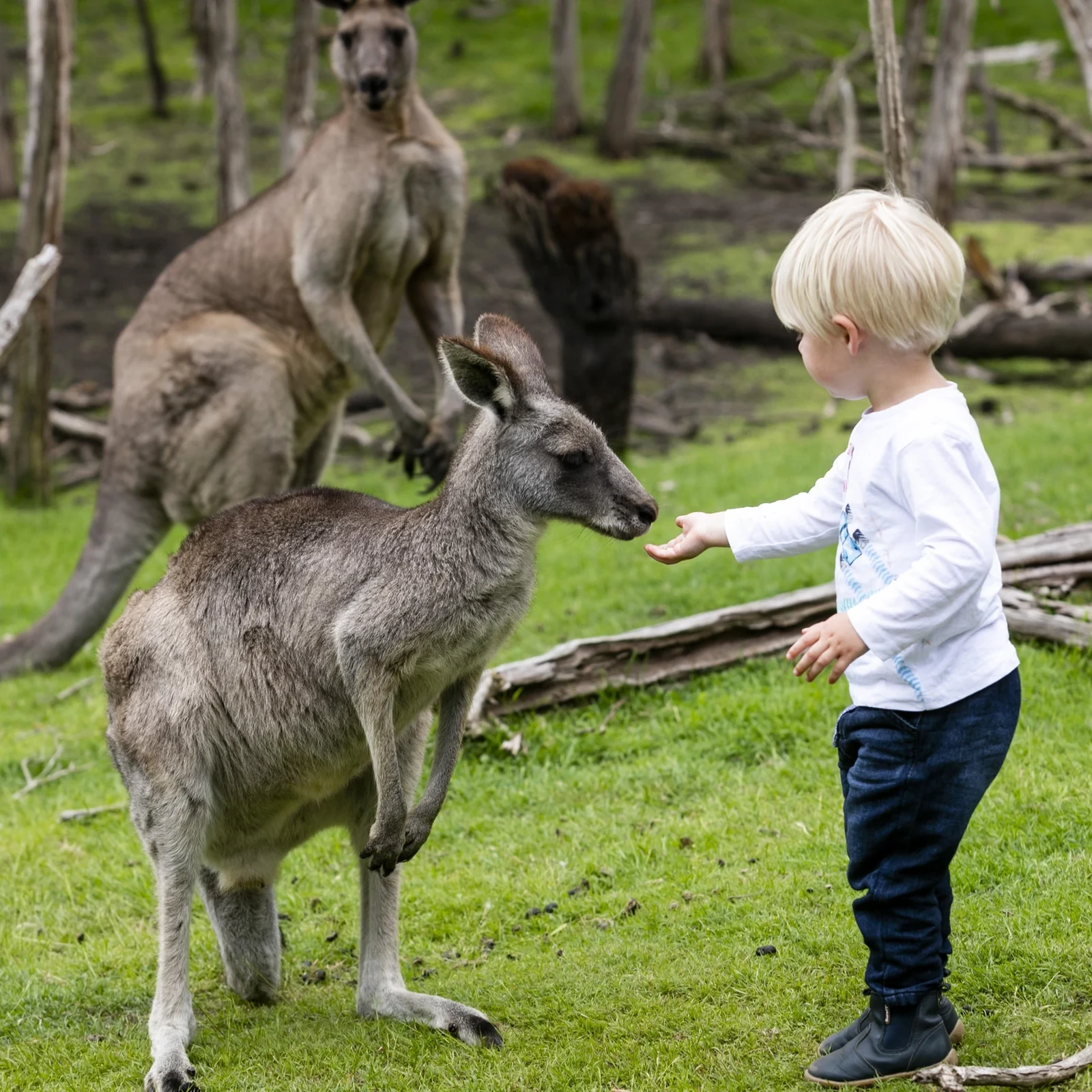 Phillip Island Tour from Melbourne: Penguin Parade, Koalas and Kangaroos