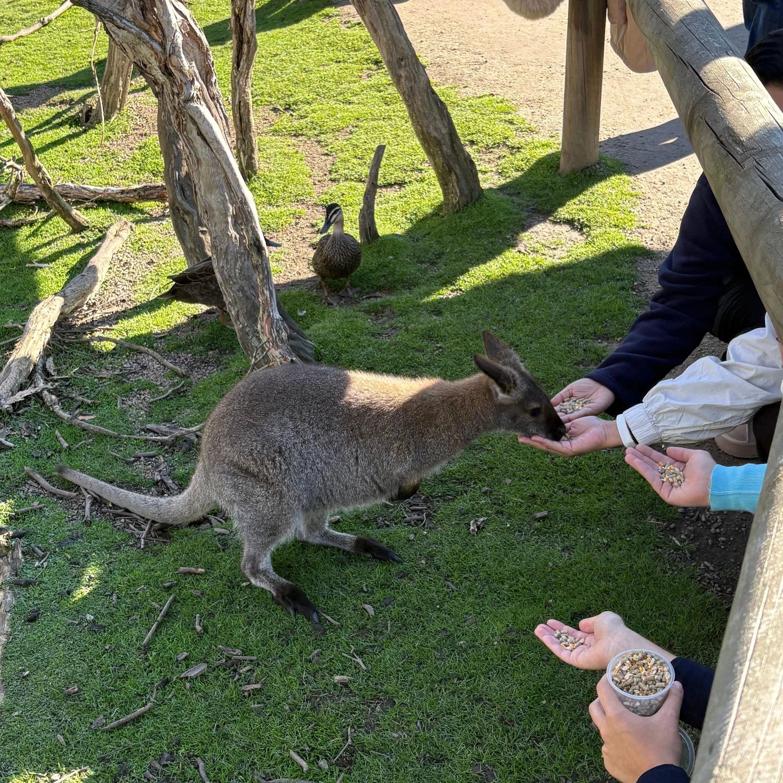 Excursión a Phillip Island desde Melbourne: fauna australiana y Penguin Parade