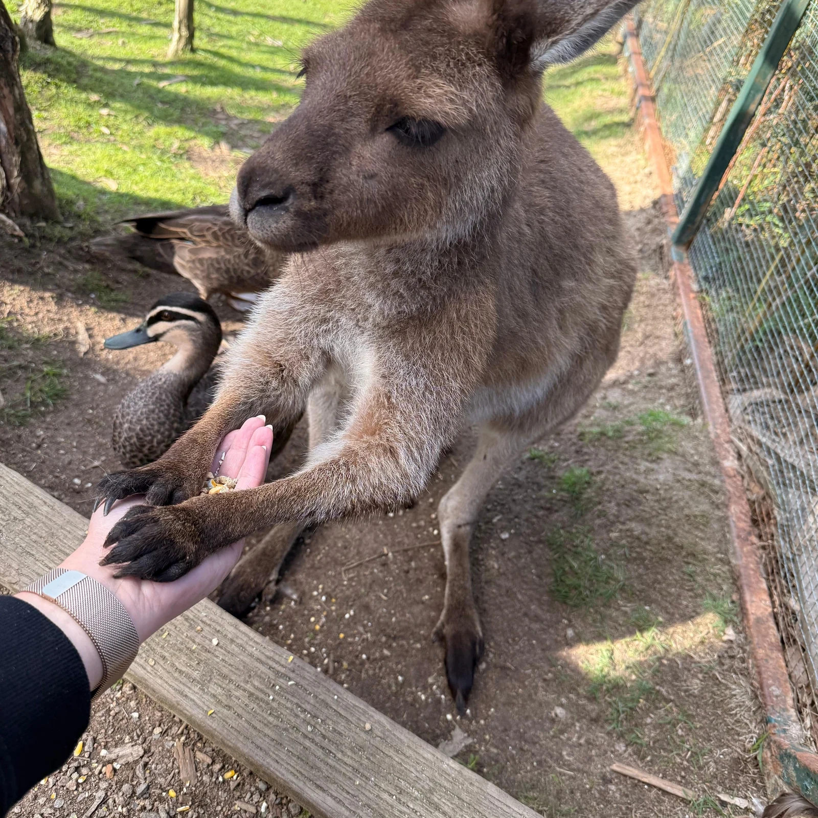 Excursión a Phillip Island desde Melbourne: fauna australiana y Penguin Parade