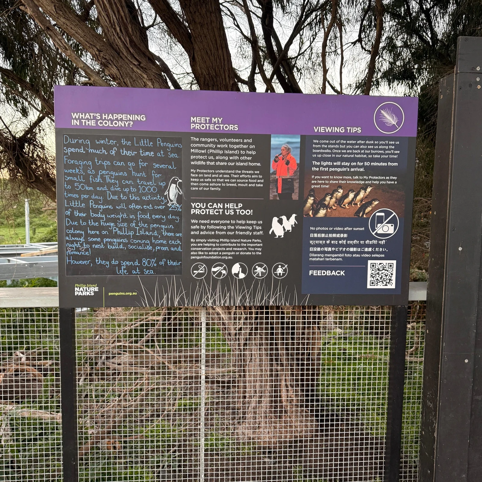 Puffing Billy und Penguin Parade an einem Tag ab Melbourne
