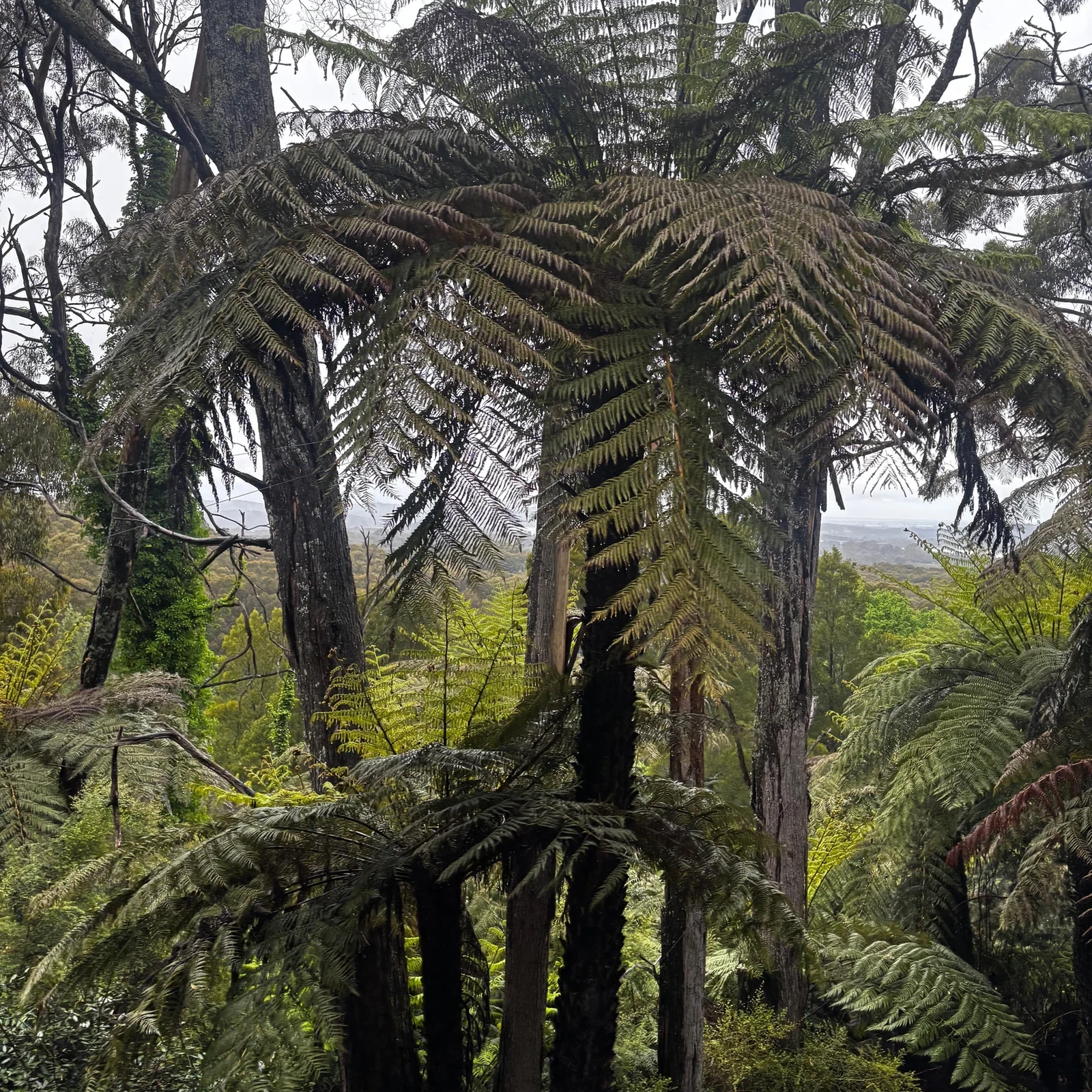Puffing Billy desde Melbourne: excursión de medio día en tren de vapor