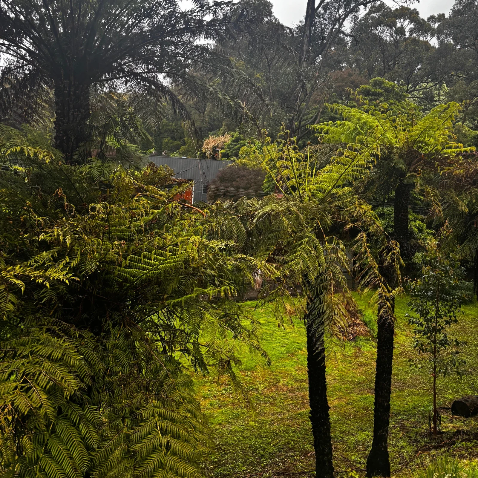 Puffing Billy depuis Melbourne : train à vapeur et Dandenong Ranges