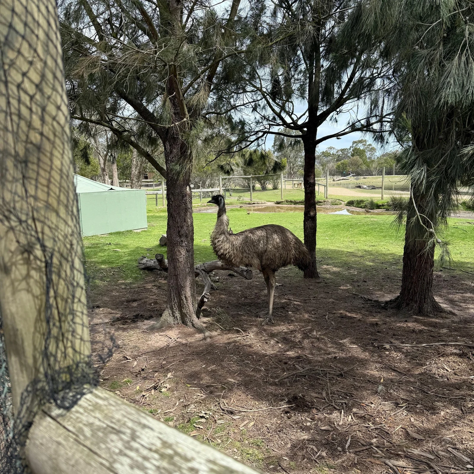 Phillip Island desde Melbourne: fauna australiana y Penguin Parade