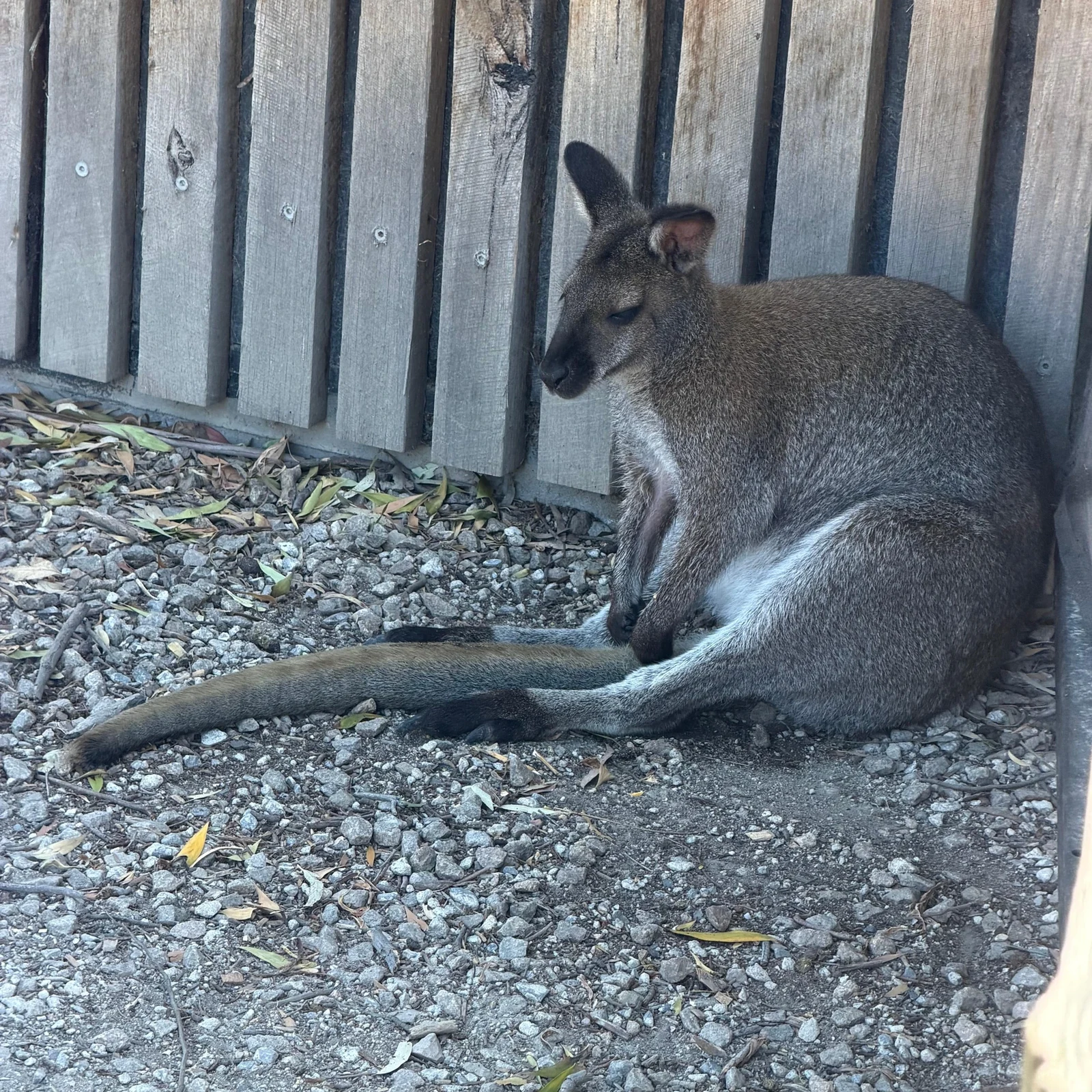 Phillip Island depuis Melbourne : faune australienne et Penguin Parade