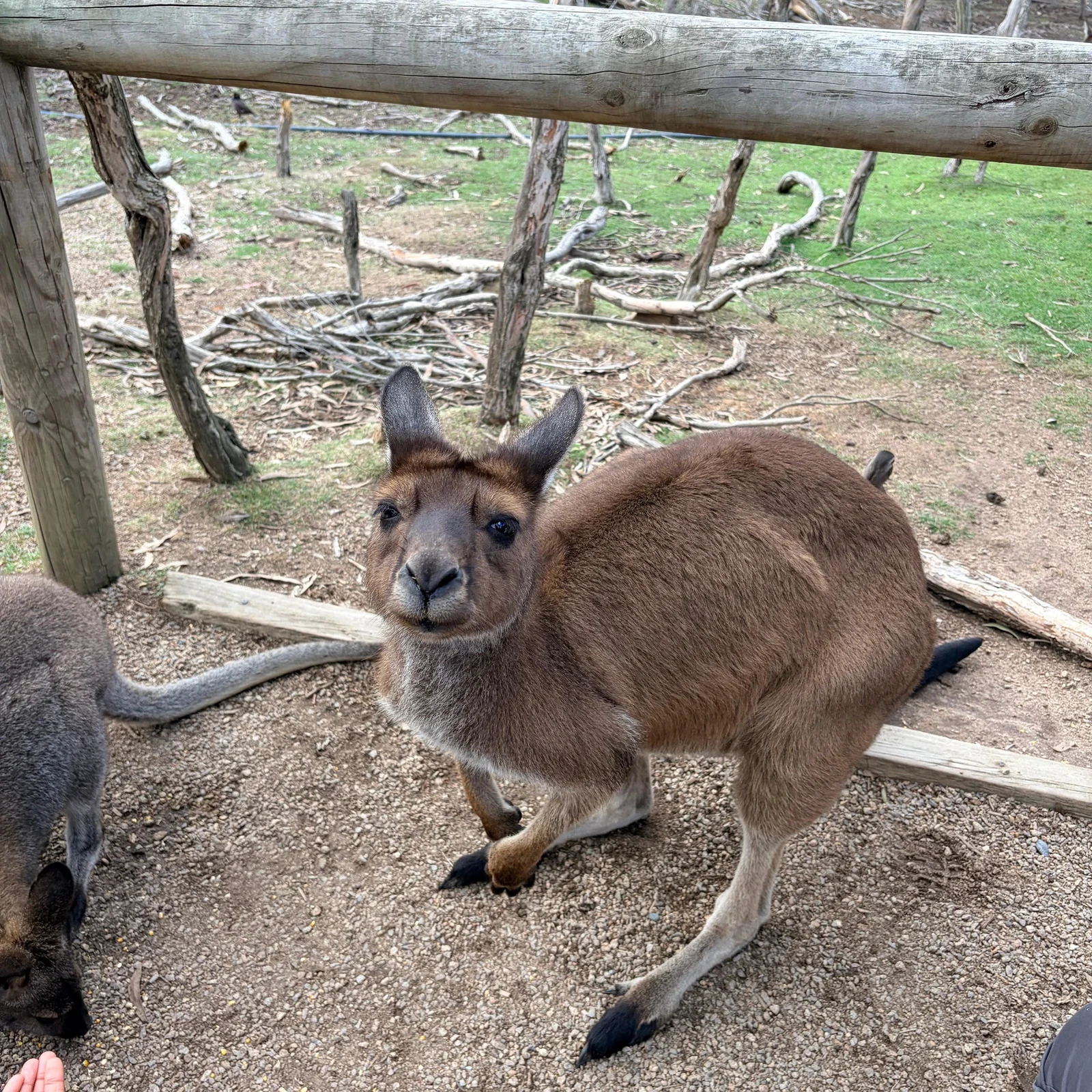Phillip Island depuis Melbourne : faune australienne et Penguin Parade