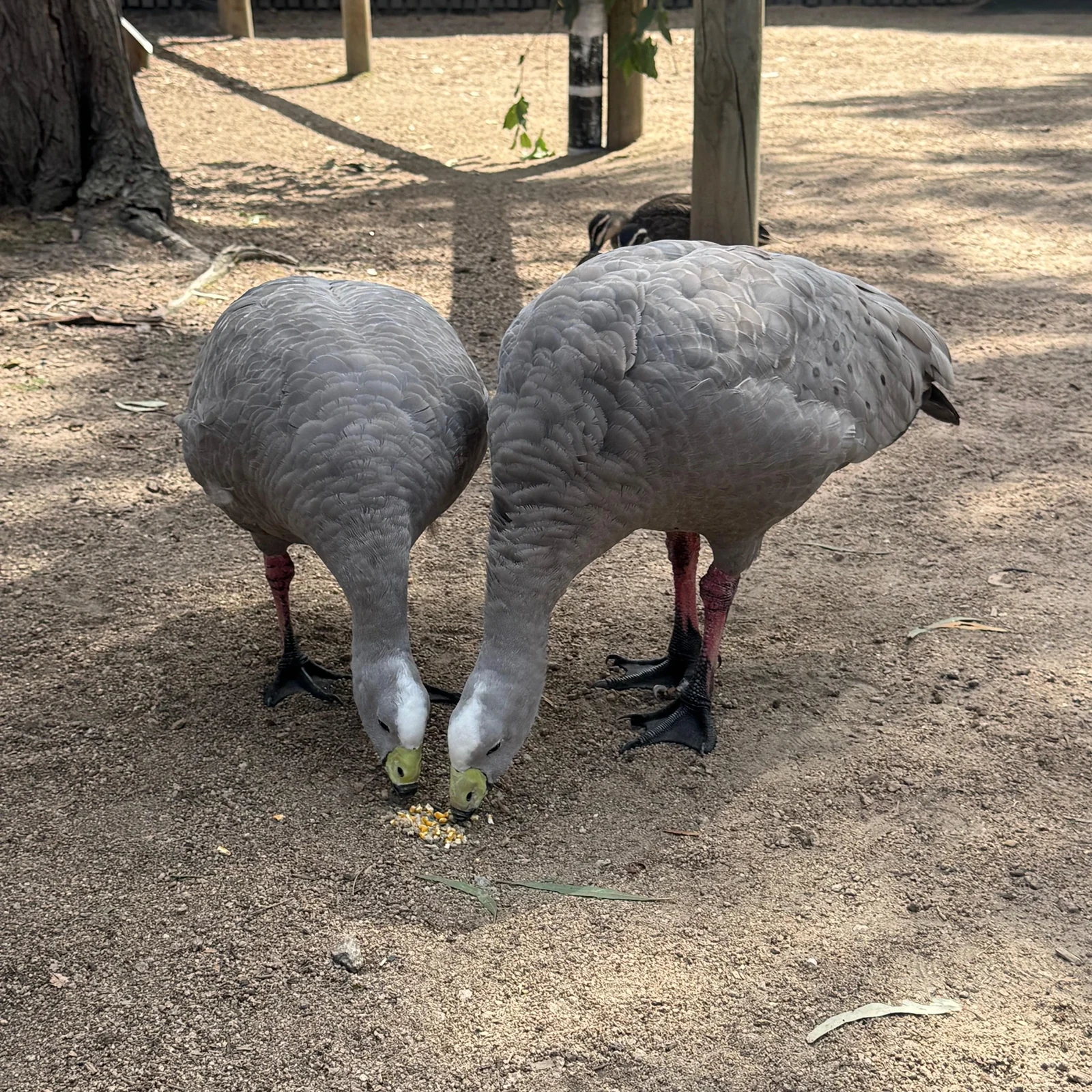 Phillip Island depuis Melbourne : faune australienne et Penguin Parade