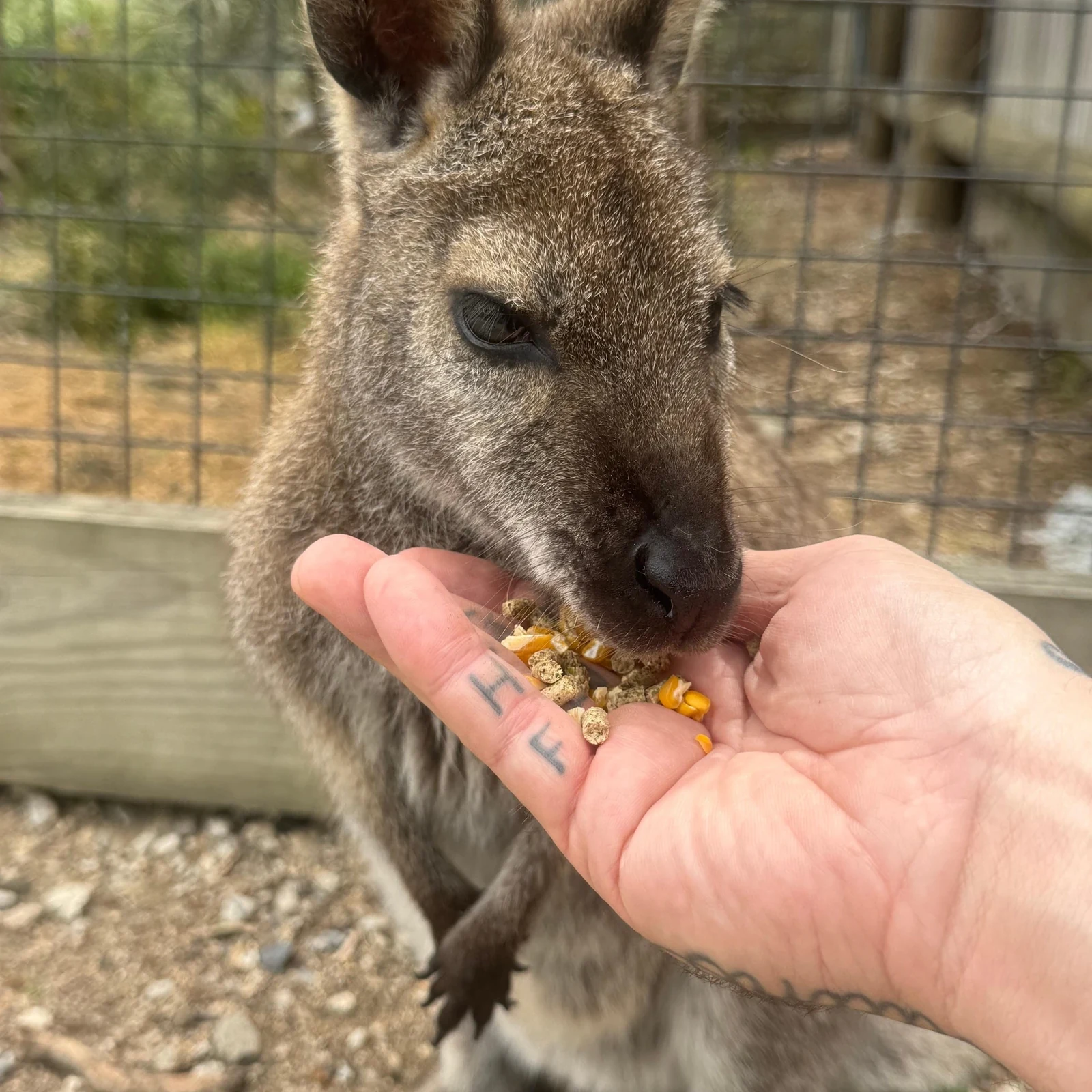 Phillip Island depuis Melbourne : faune australienne et Penguin Parade
