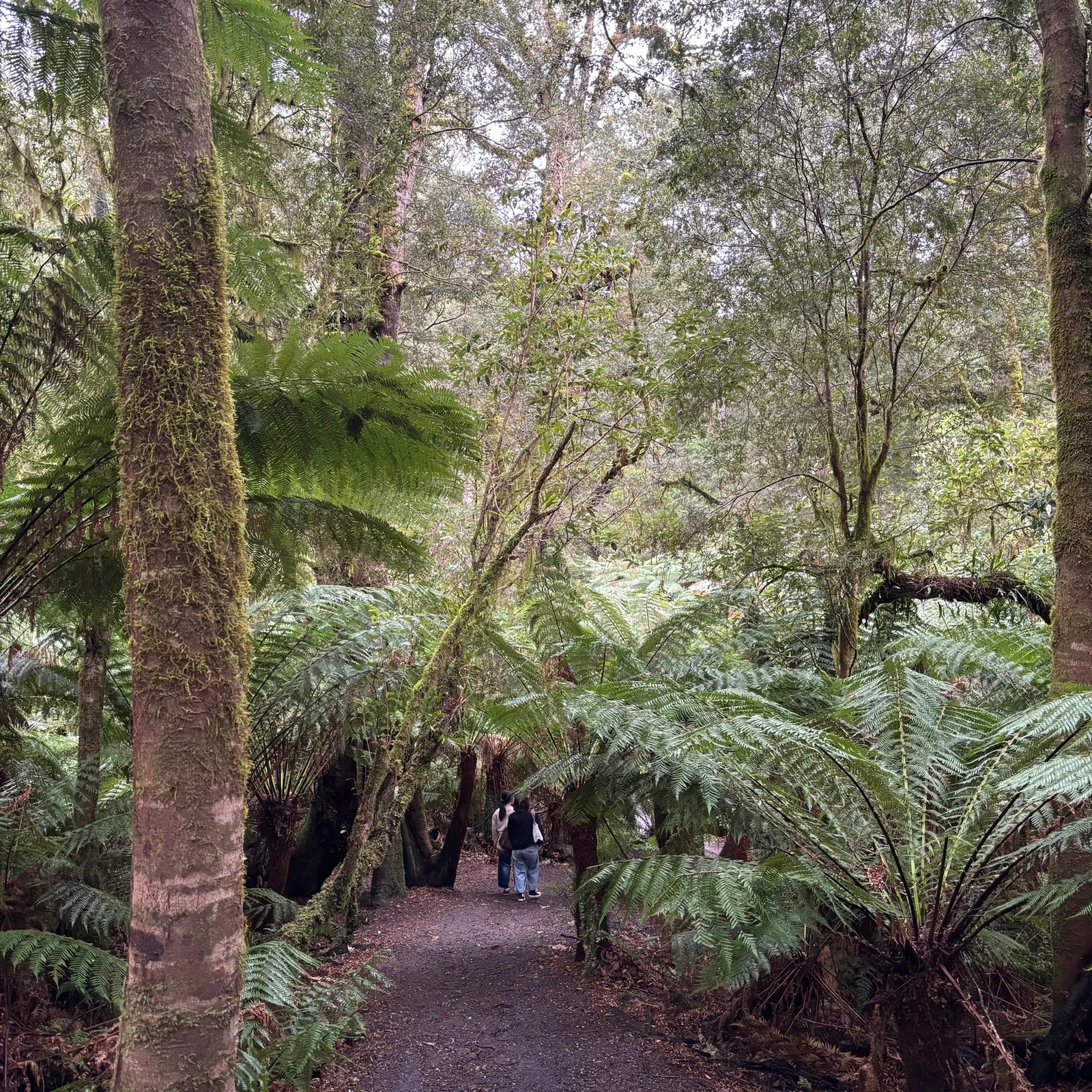Great Ocean Road, 12 Apostles und Tierwelt ab Melbourne