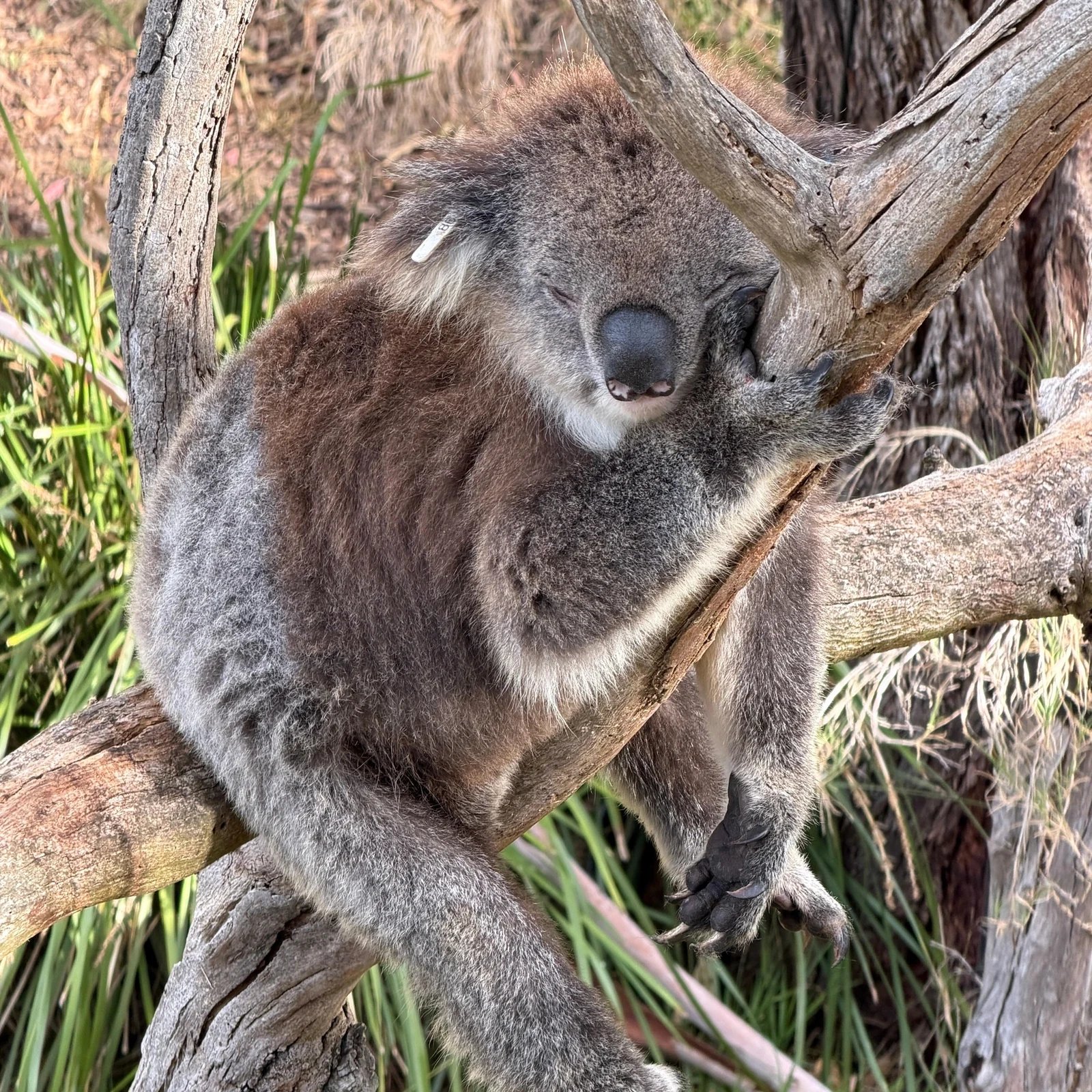 Phillip Island, koalas y Penguin Parade desde Melbourne