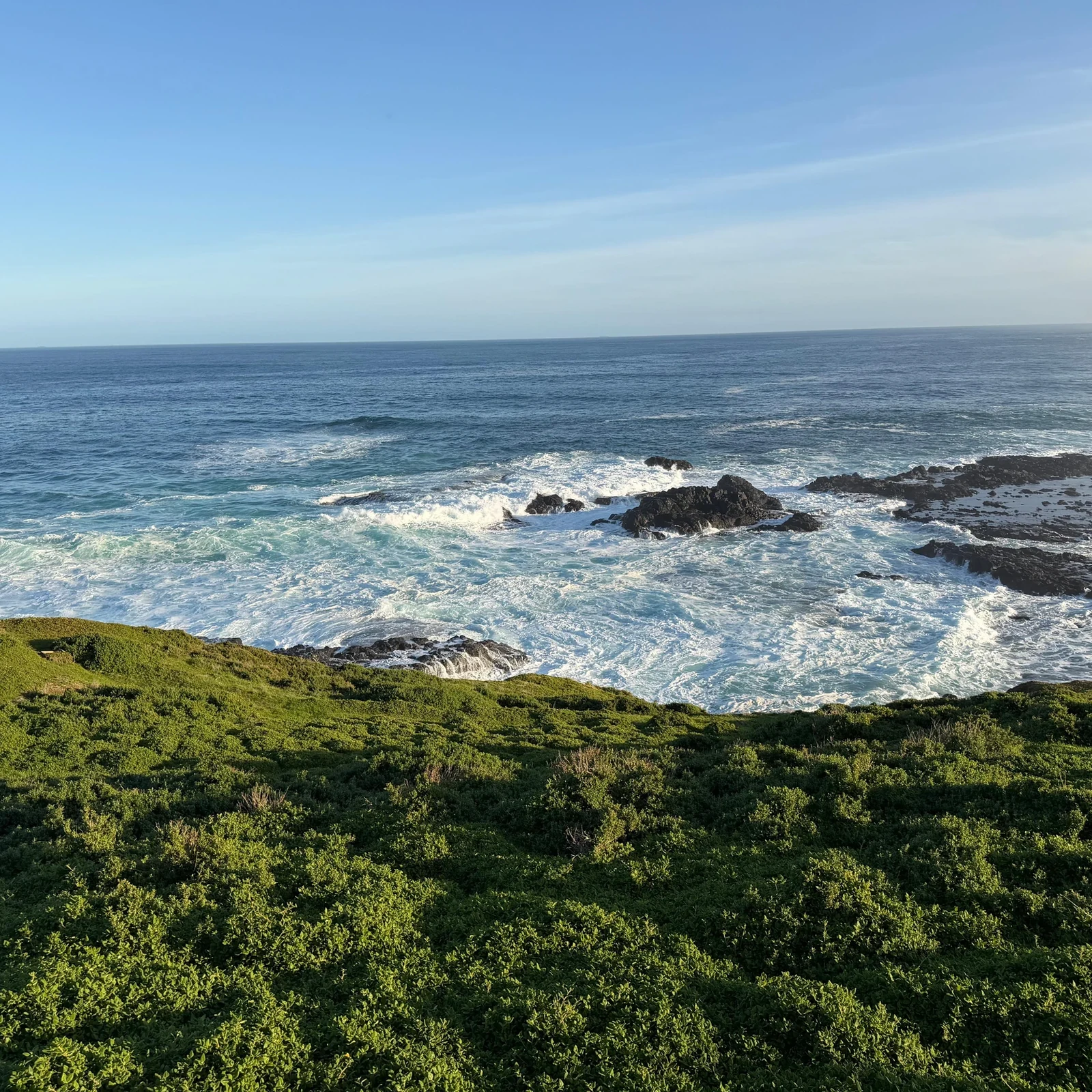 Phillip Island, koalas y Penguin Parade desde Melbourne