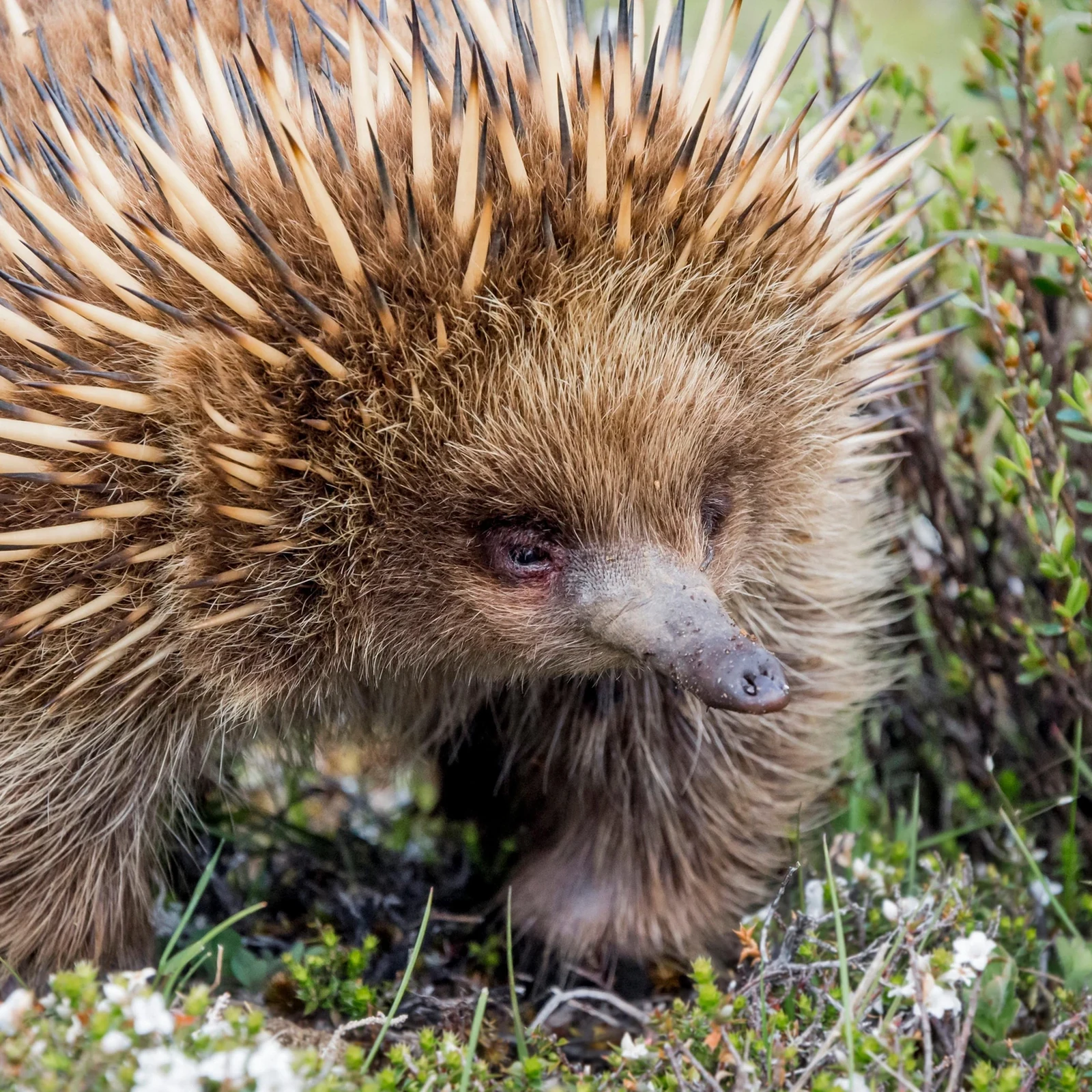 Phillip Island, koalas y Penguin Parade desde Melbourne