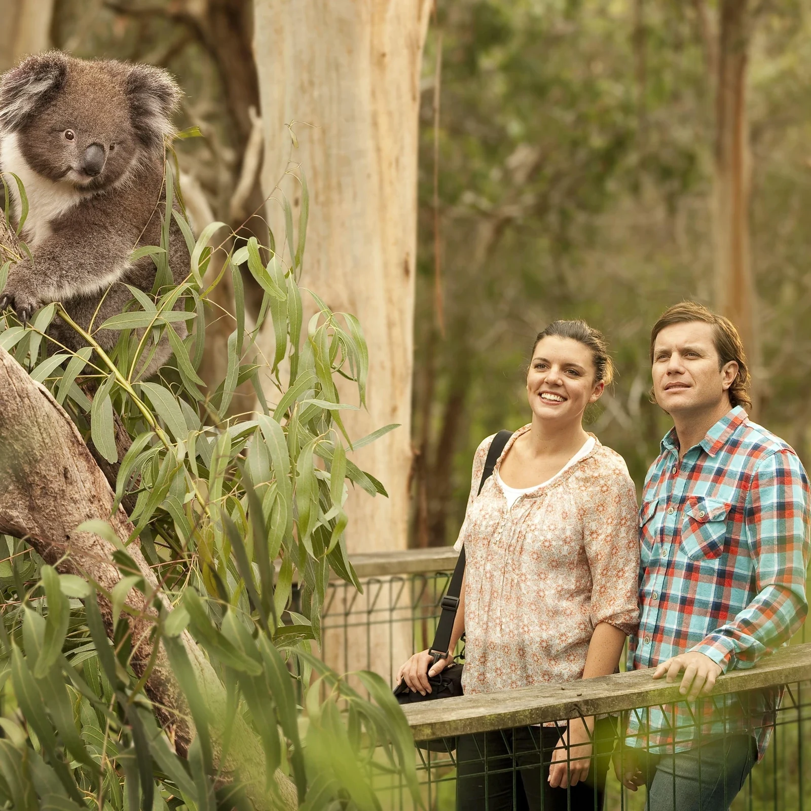 Phillip Island, koalas y Penguin Parade desde Melbourne