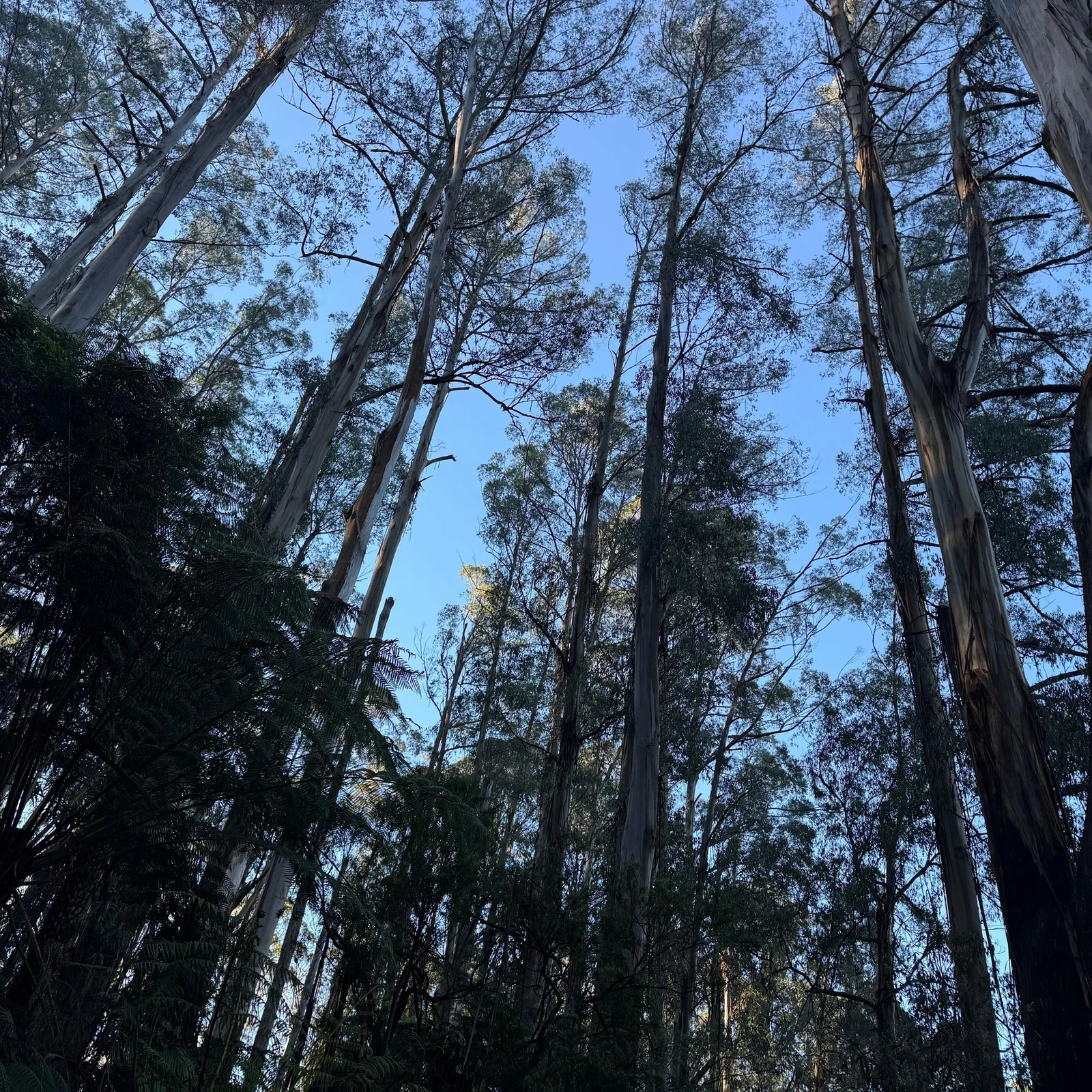 Puffing Billy Railway & Dandenong Ranges ab Melbourne