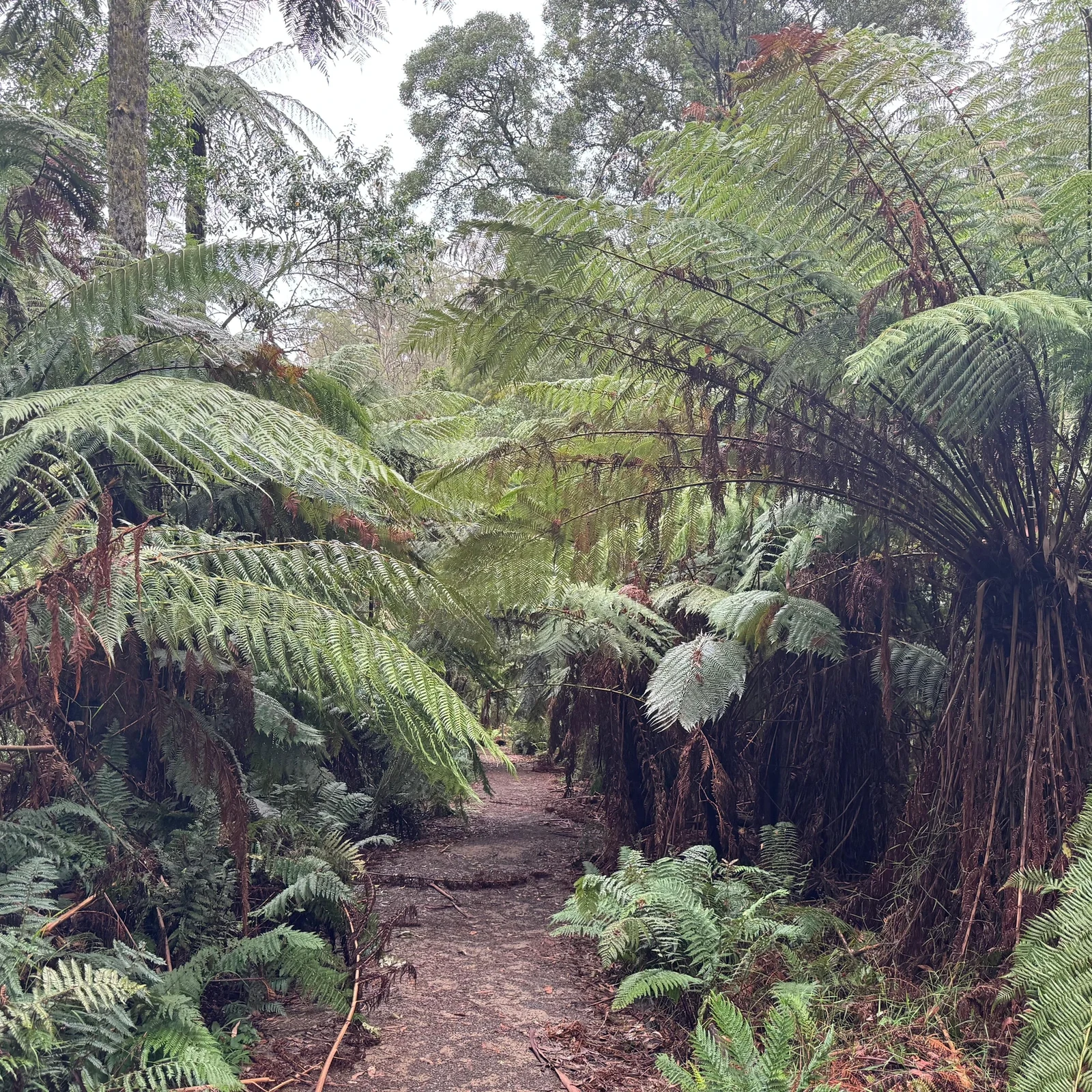 Puffing Billy und Healesville ab Melbourne an einem Tag