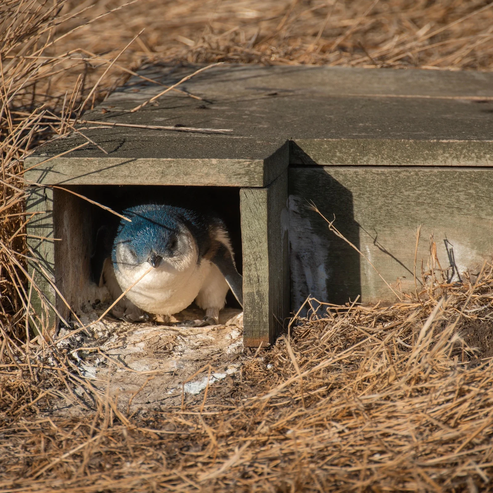 Phillip Island und Penguin Parade bei Sonnenuntergang ab Melbourne