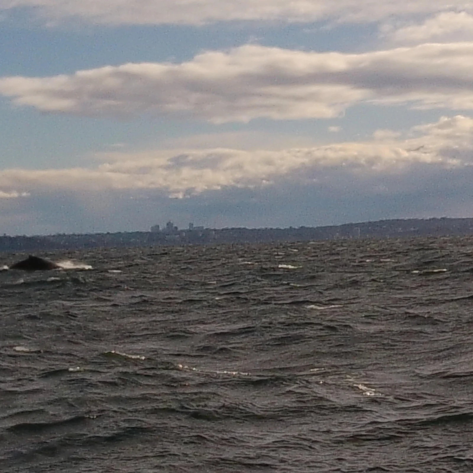 Sydney: Whale Watching Adventure Cruise — Walbeobachtung mit Guide und Hafenblick