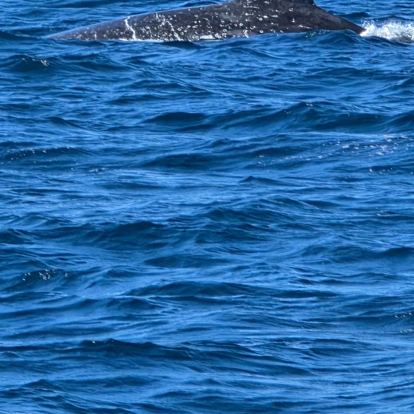 Observation des baleines à Sydney depuis Darling Harbour