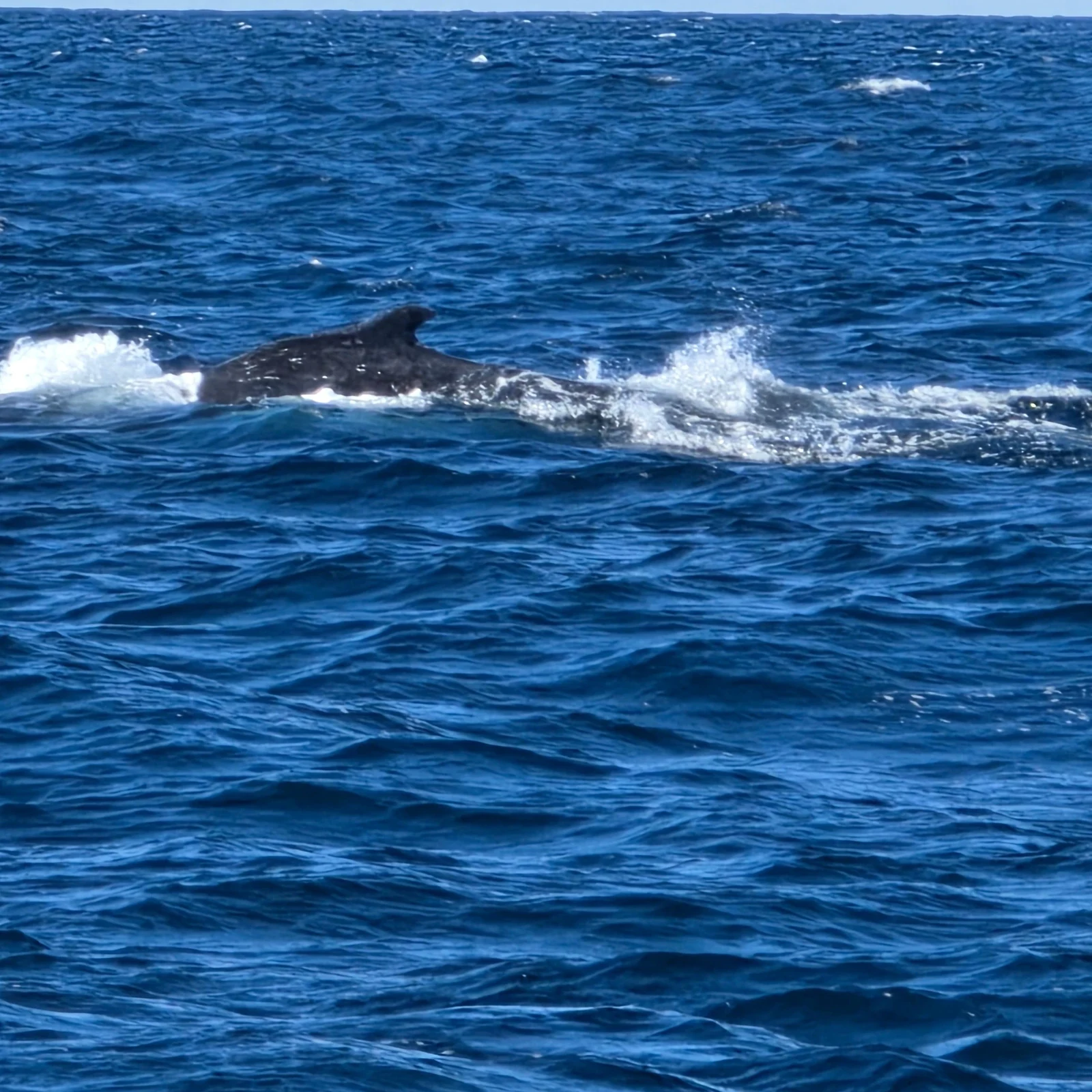Observation des baleines à Sydney depuis Darling Harbour