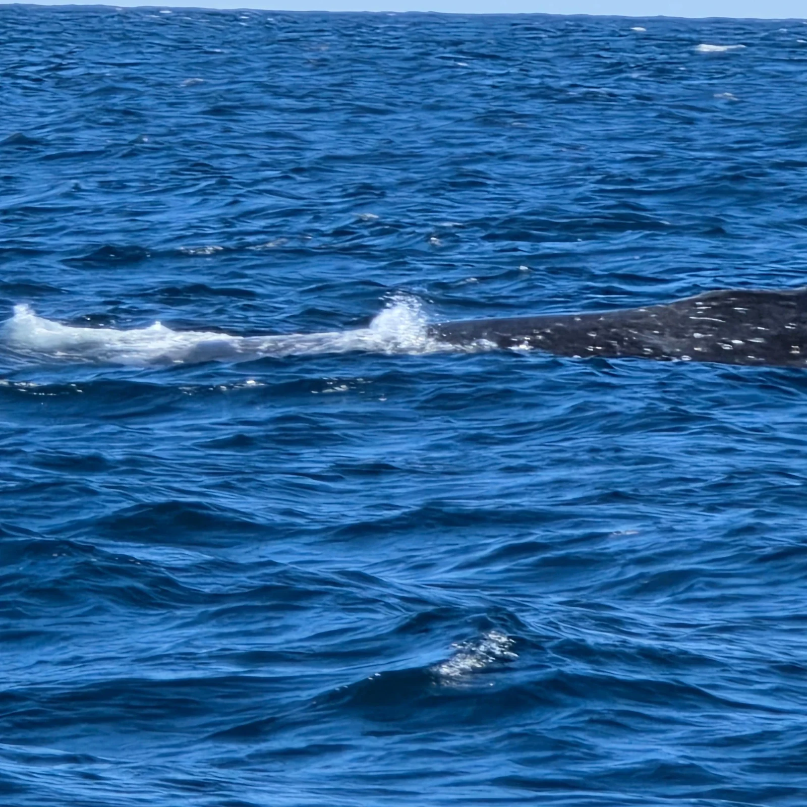 Observation des baleines à Sydney depuis Darling Harbour
