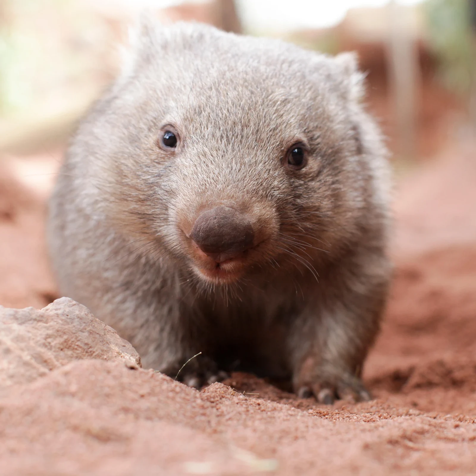 Breakfast with Koalas before the crowds at WILD LIFE Sydney Zoo