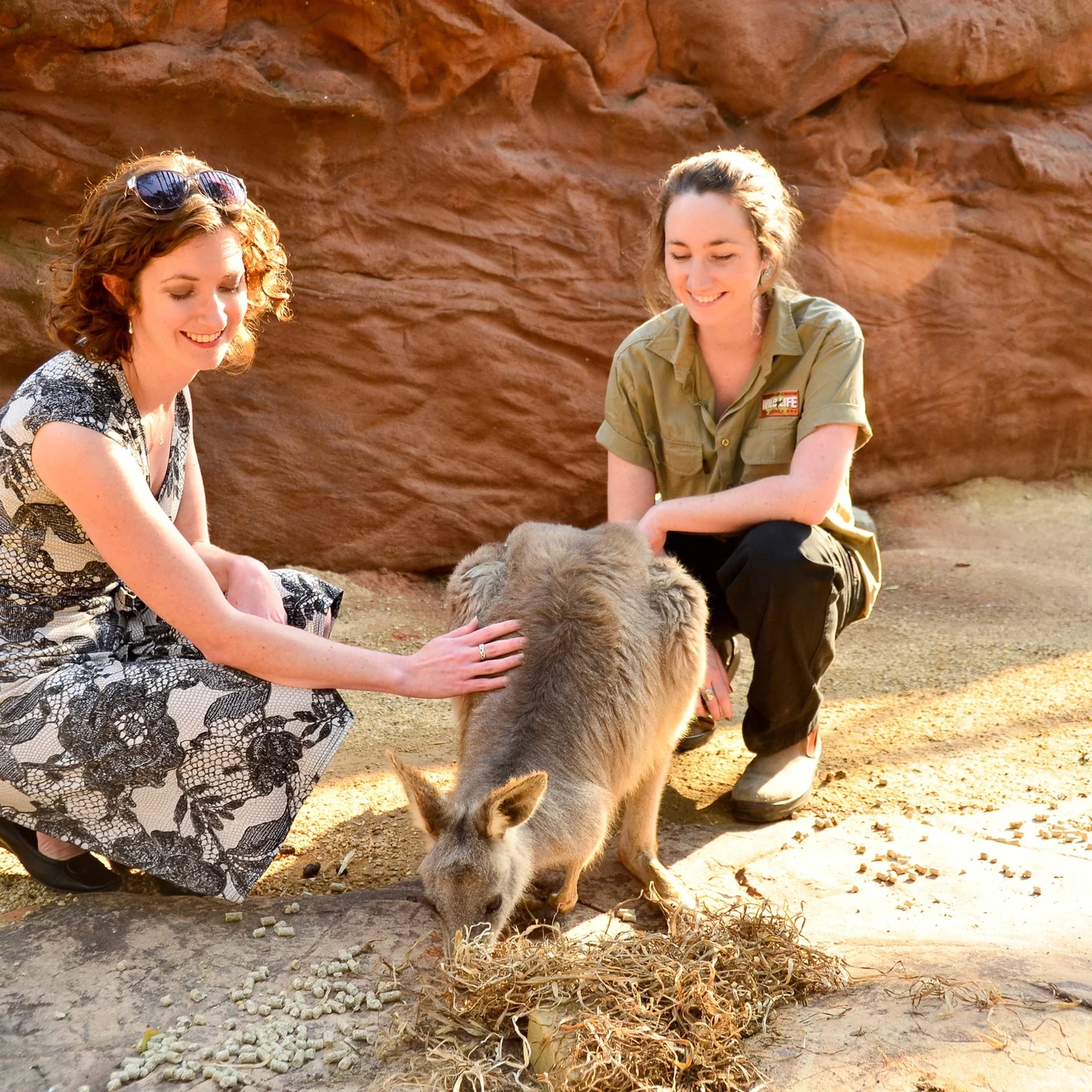 Breakfast with Koalas before the crowds at WILD LIFE Sydney Zoo