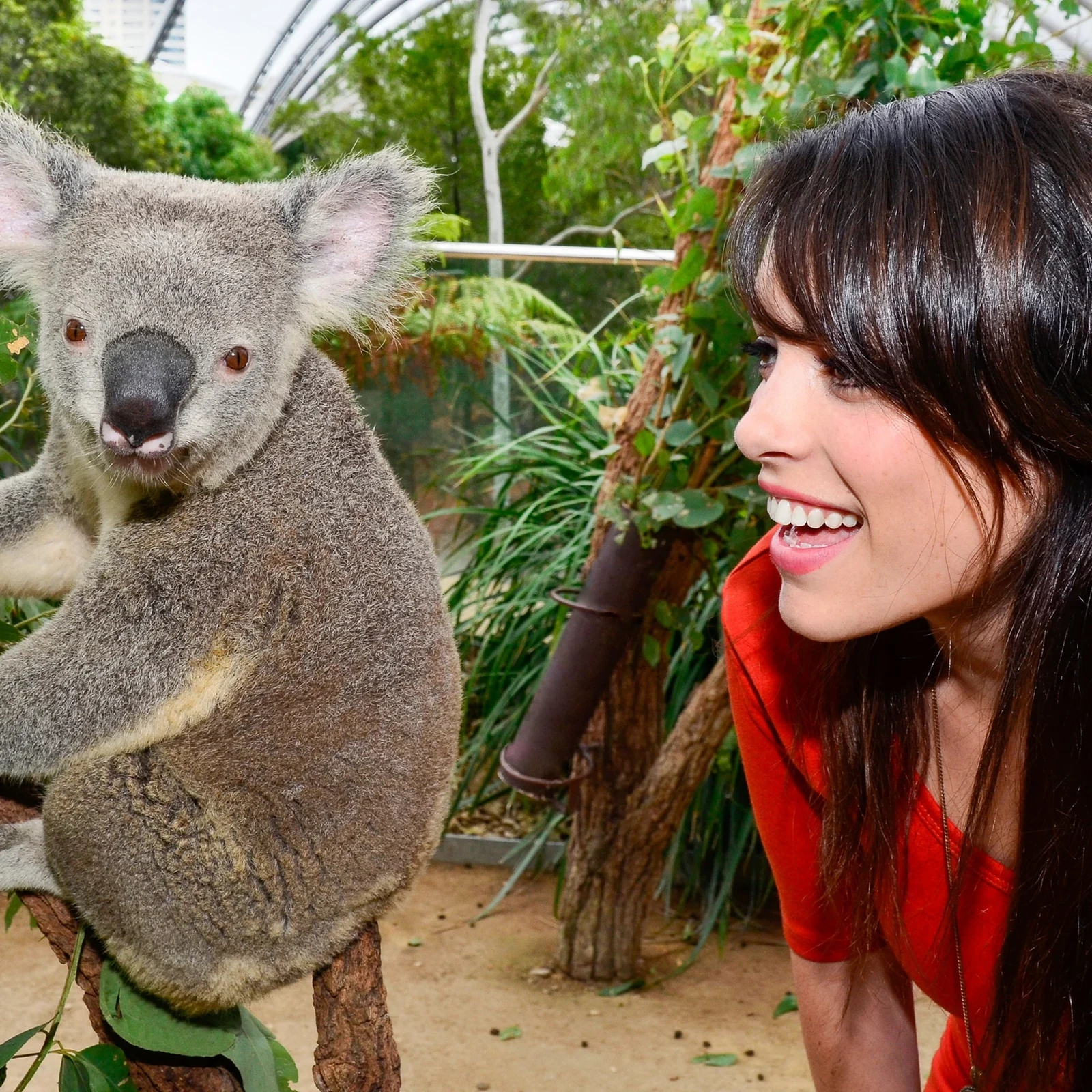 Breakfast with Koalas before the crowds at WILD LIFE Sydney Zoo