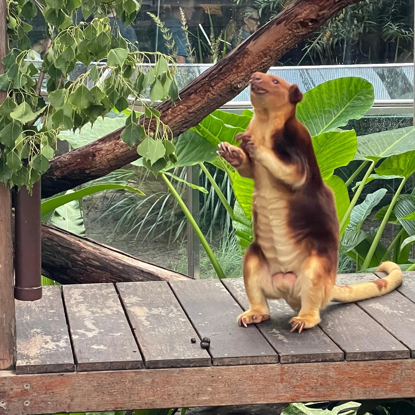 Breakfast with Koalas before the crowds at WILD LIFE Sydney Zoo