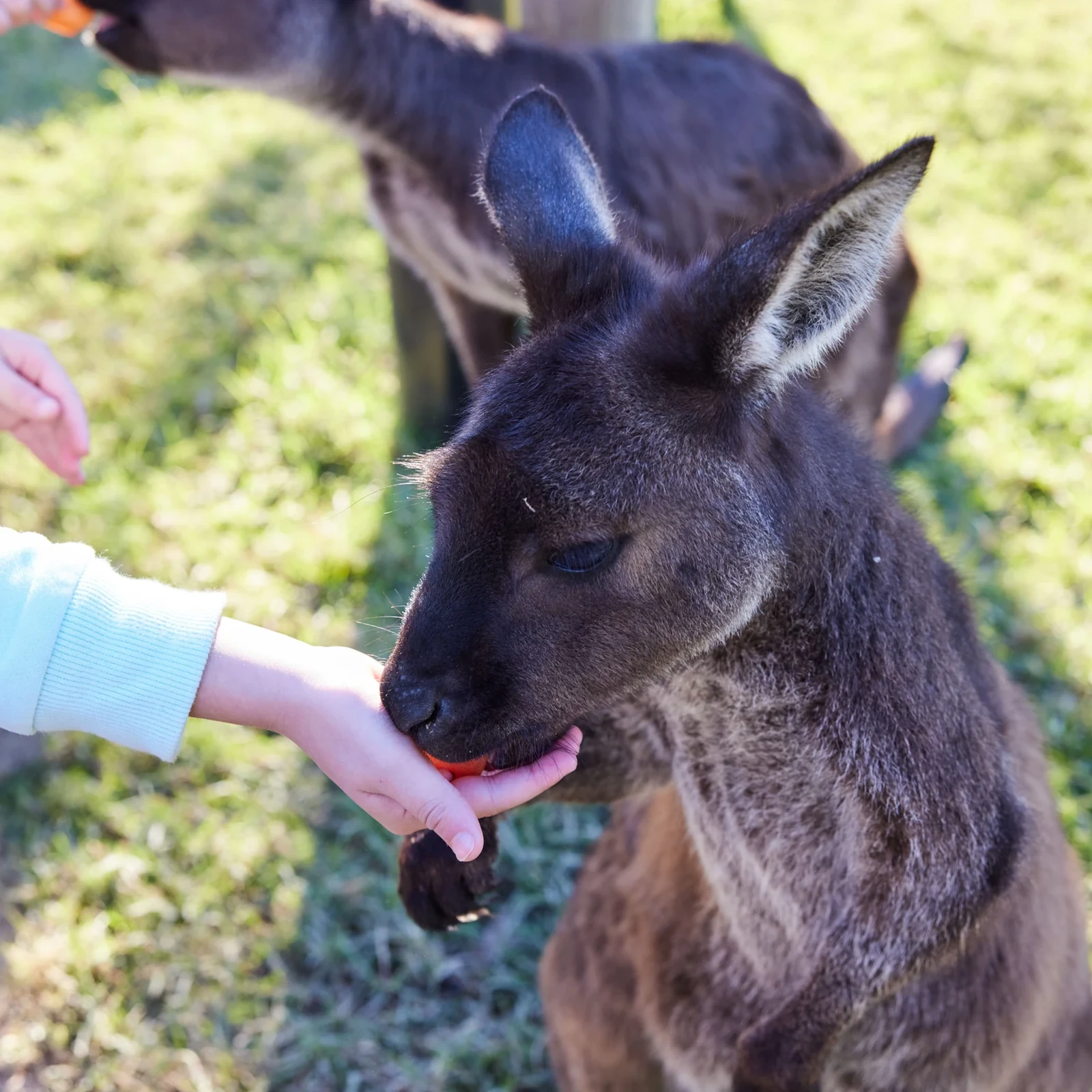 Blue Mountains, Scenic World, zoo et ferry depuis Sydney
