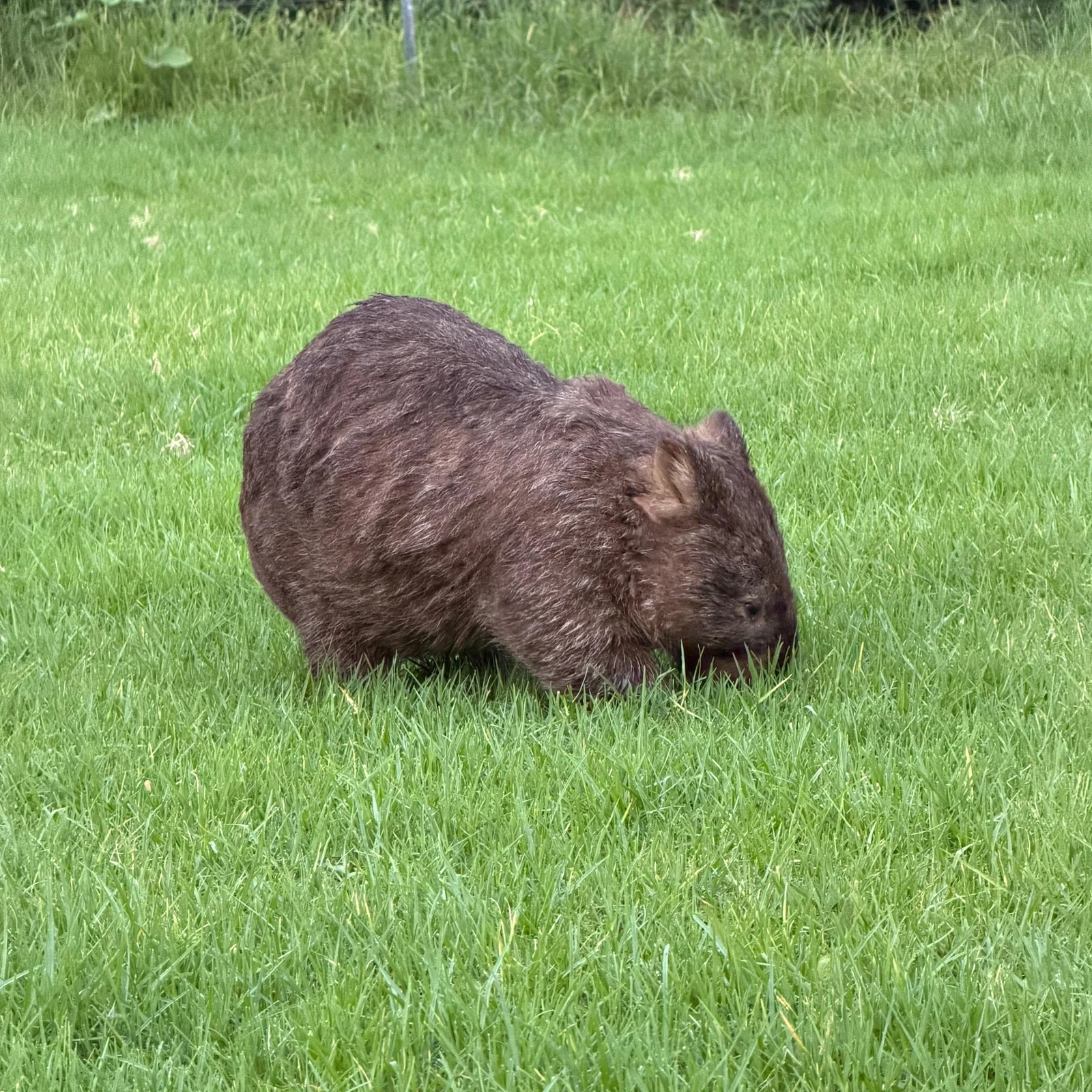 Wombats y canguros salvajes desde Sídney