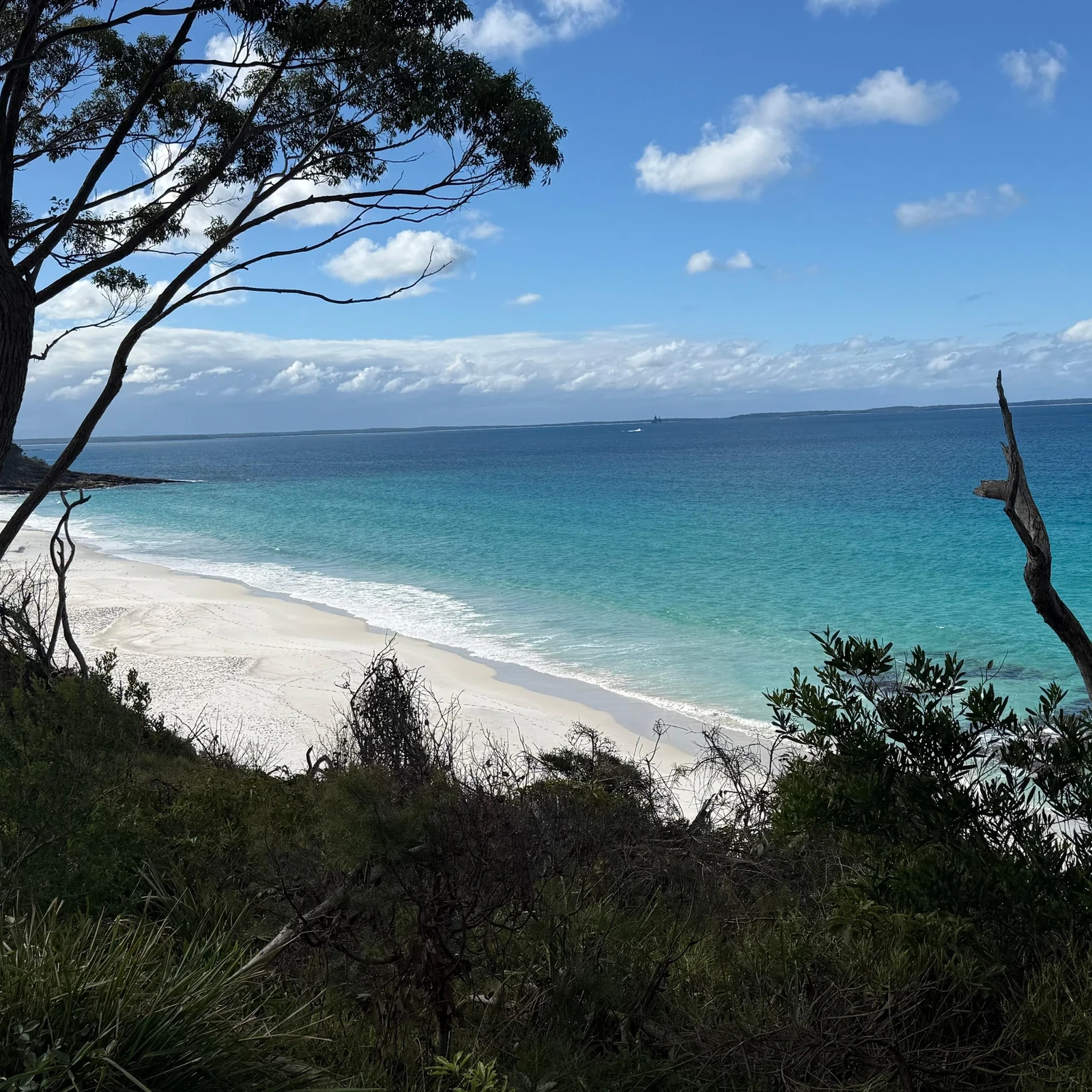 Jervis Bay ab Sydney: Koalas, Kängurus und Hyams Beach an einem Tag