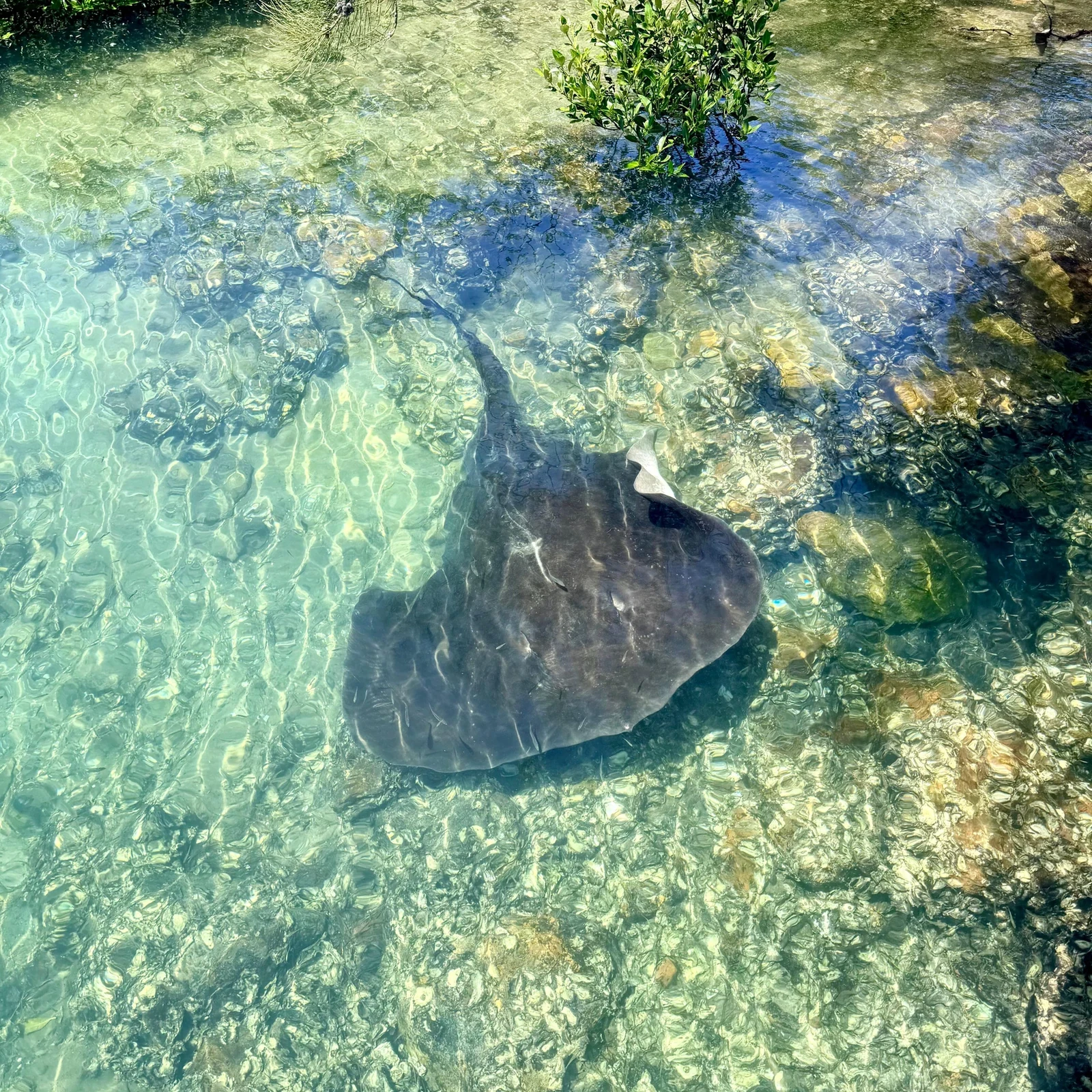 Jervis Bay from Sydney: koalas, kangaroos and Hyams Beach in one day