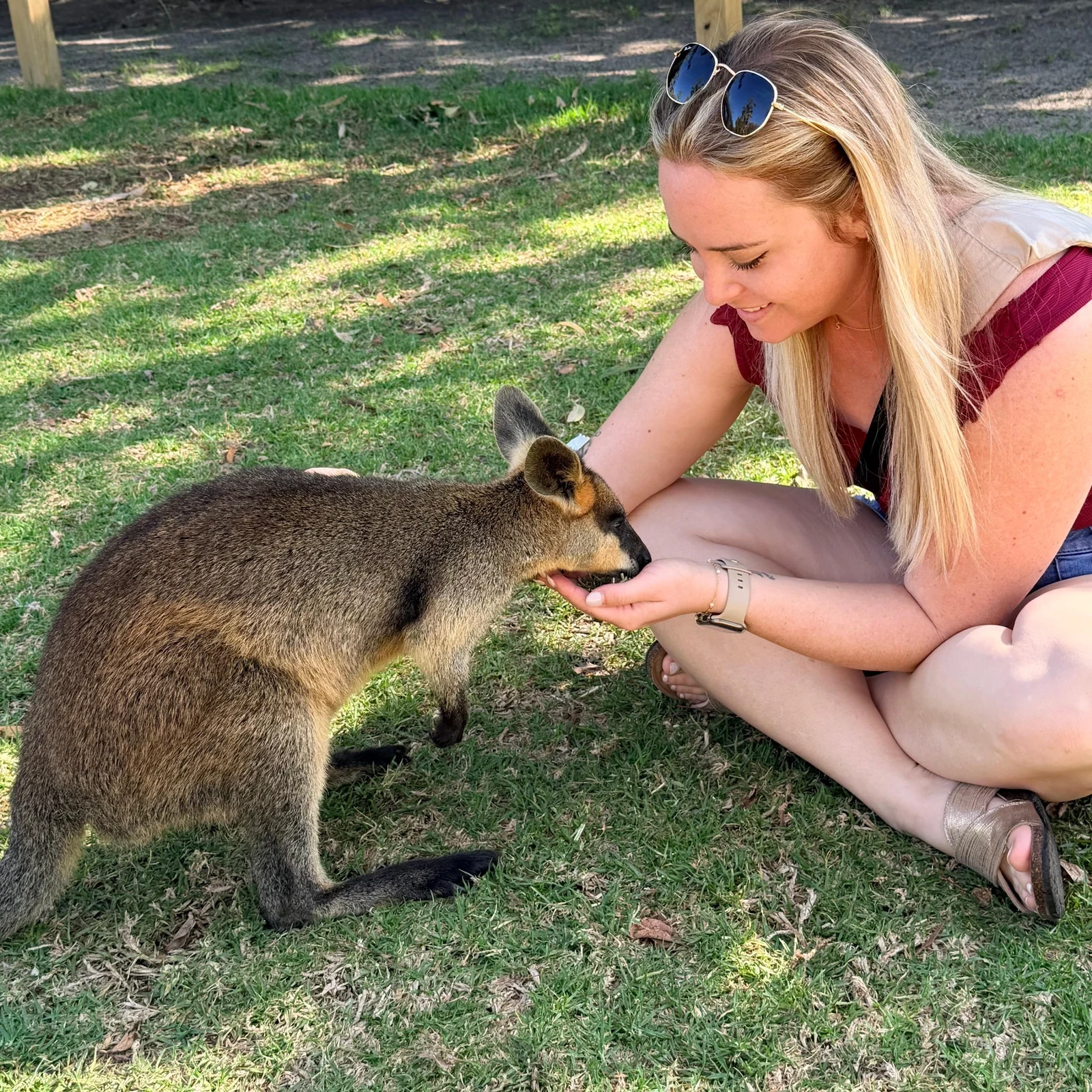 Jervis Bay from Sydney: koalas, kangaroos and Hyams Beach in one day