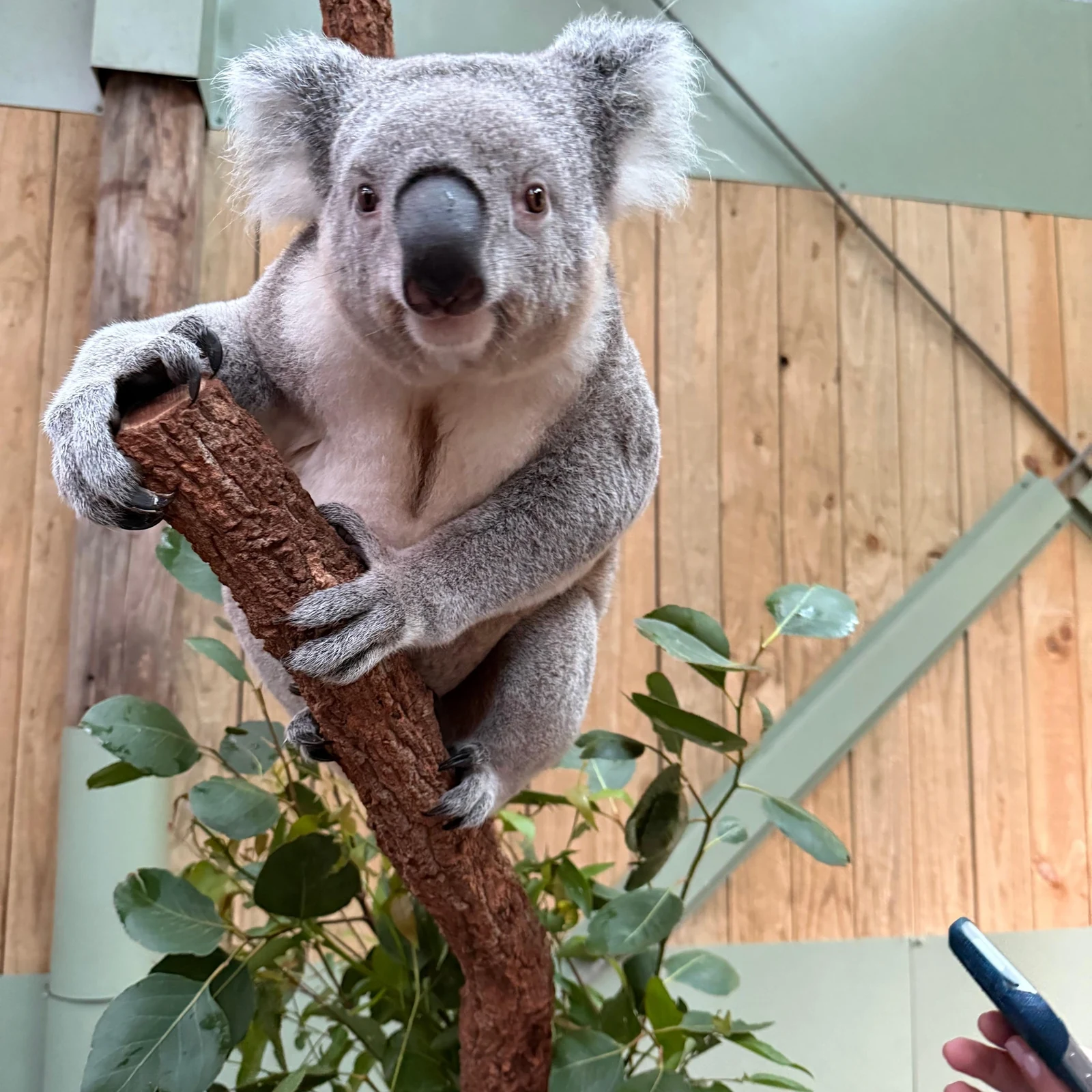 Jervis Bay from Sydney: koalas, kangaroos and Hyams Beach in one day