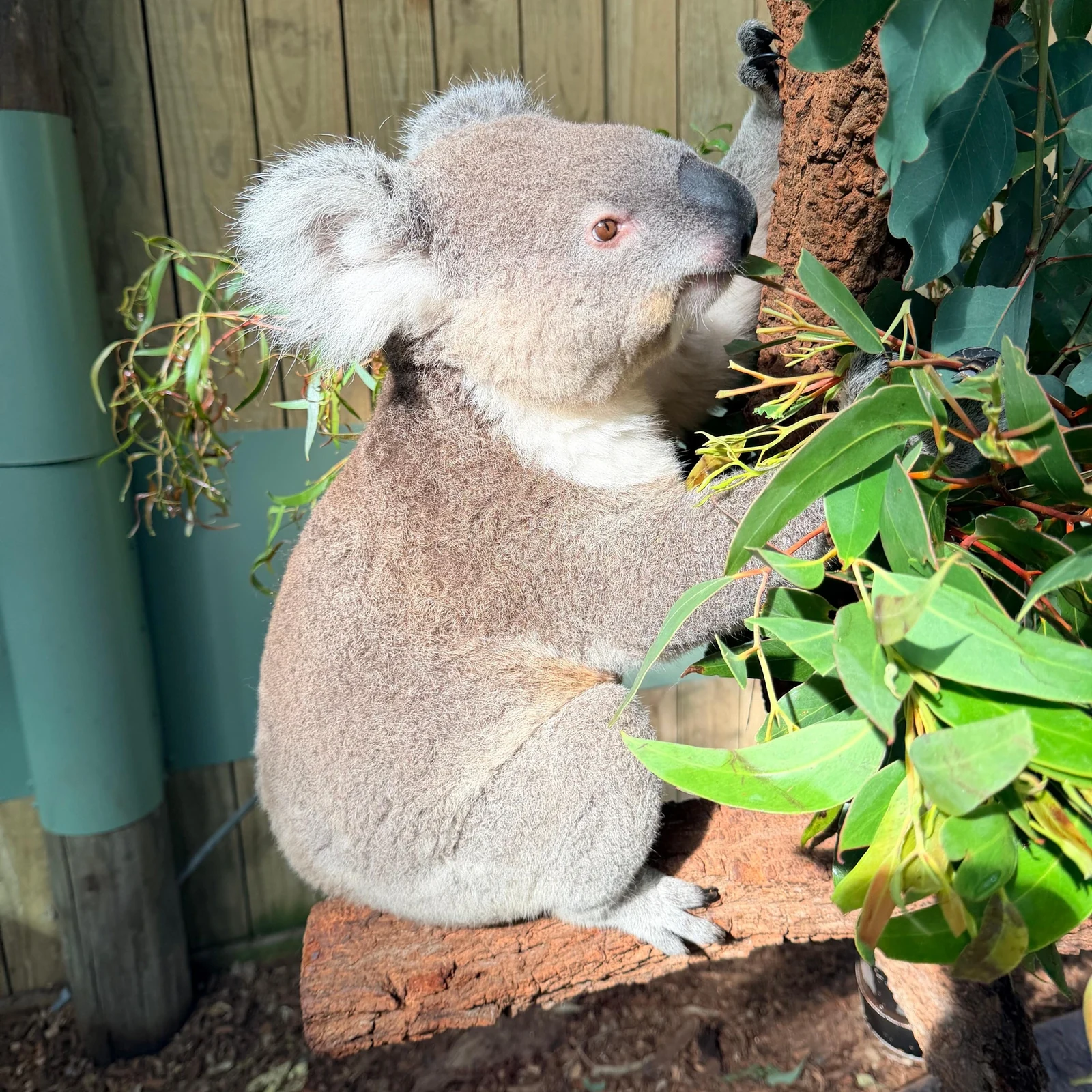 Jervis Bay from Sydney: koalas, kangaroos and Hyams Beach in one day